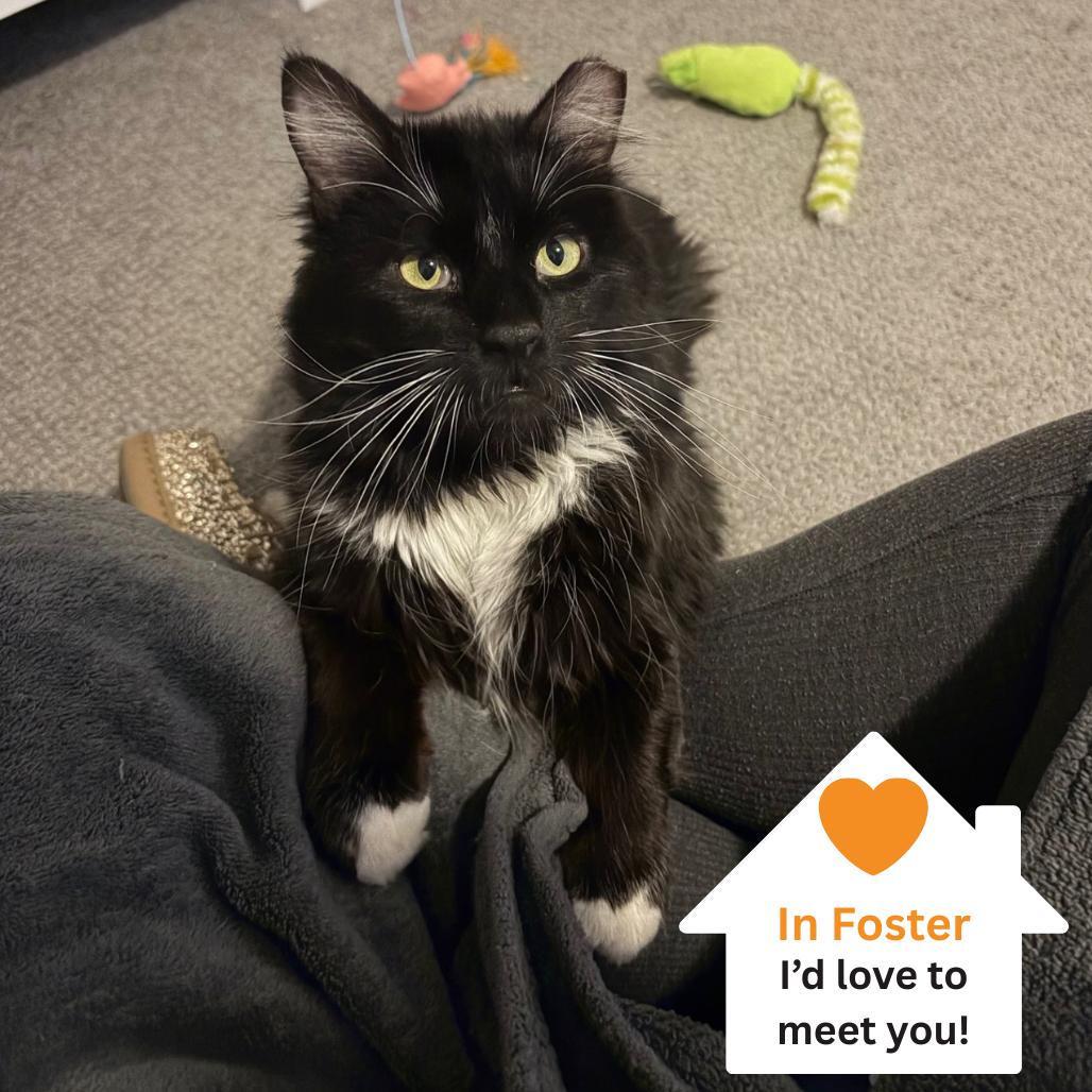 Enlarge Brighton, a Adoptable Domestic Medium Hair in Salt Lake City, UT image 6/6