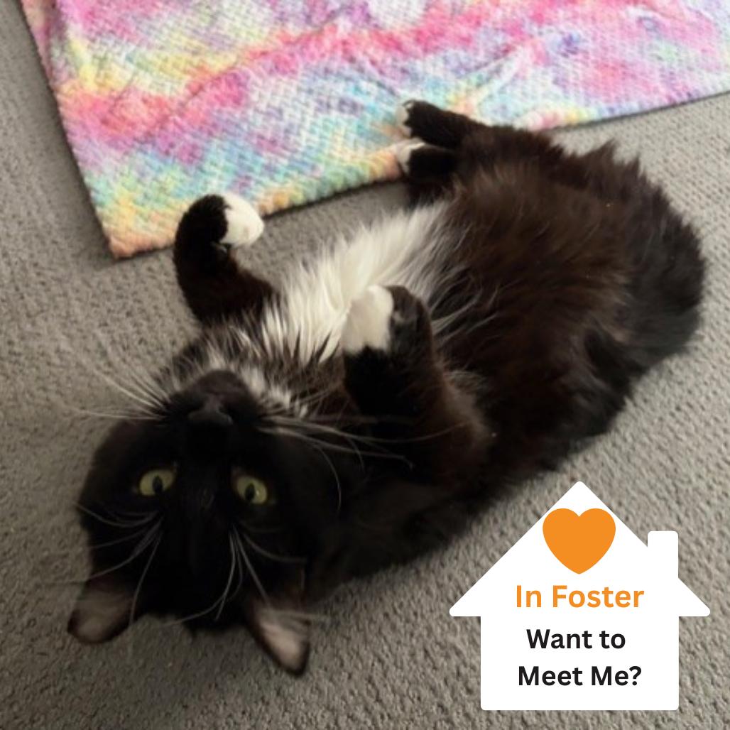 Enlarge Brighton, a Adoptable Domestic Medium Hair in Salt Lake City, UT image 5/6