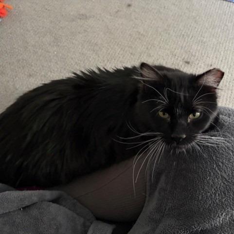 Enlarge Brighton, a Adoptable Domestic Medium Hair in Salt Lake City, UT image 6/6