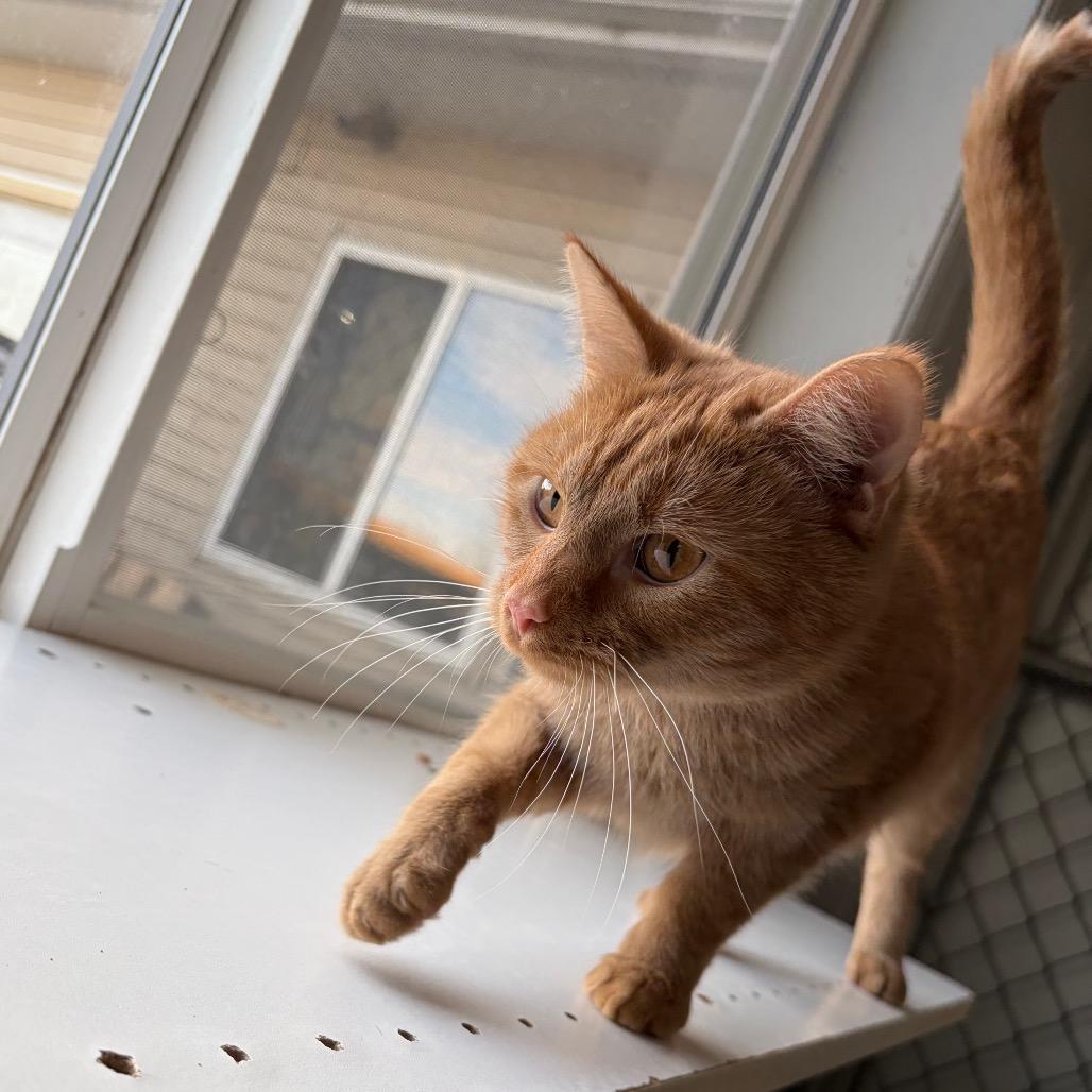 Oliver, Adoptable, Young Male Domestic Short Hair.