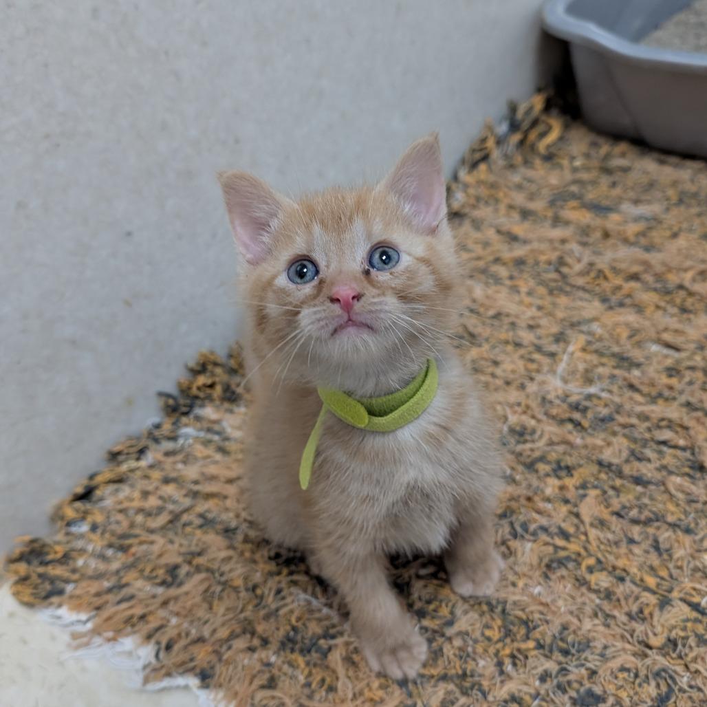 Oliver, Adoptable, Young Male Domestic Short Hair.