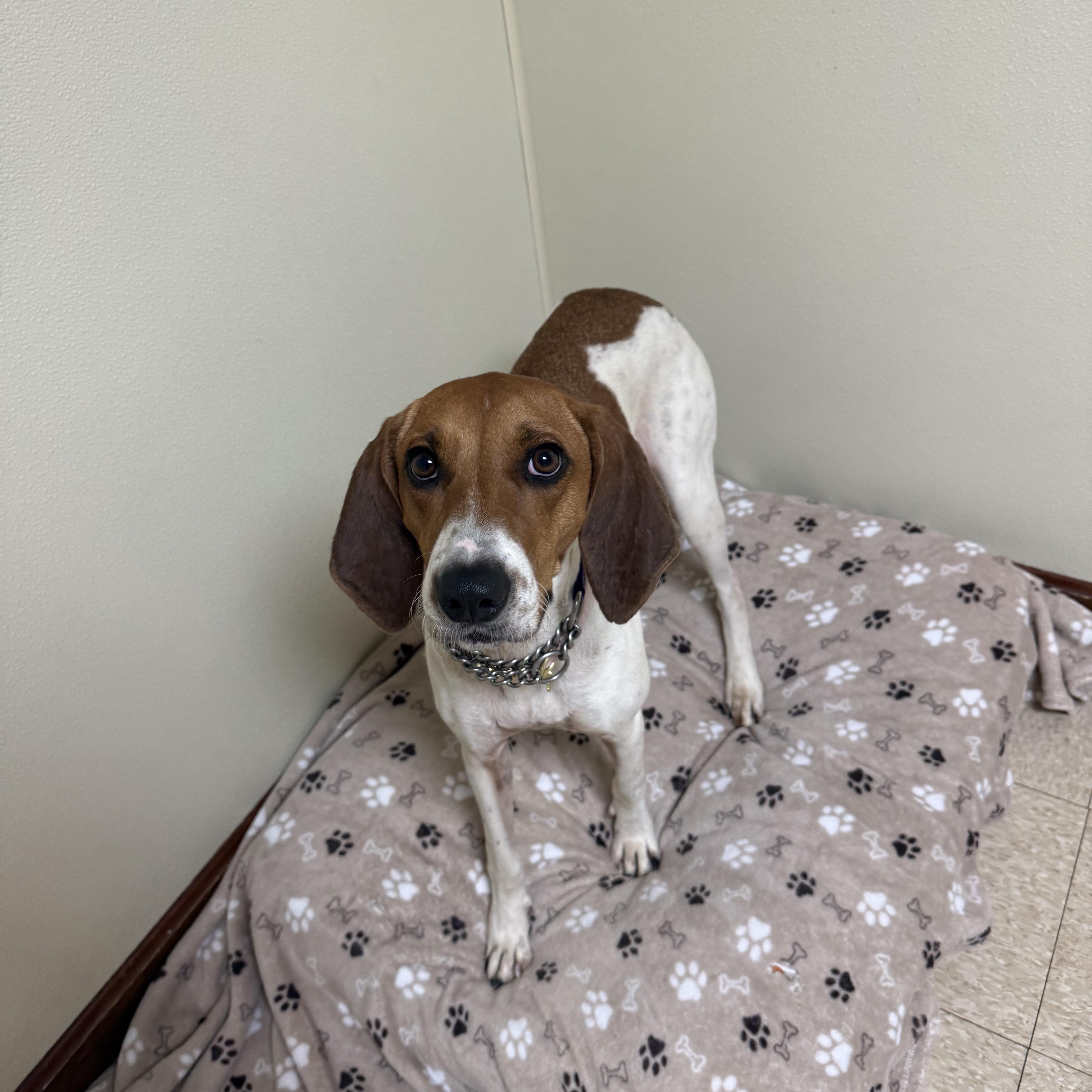 Peggy Sue, a ADOPTABLE Hound in Douglas, MA image 4/6