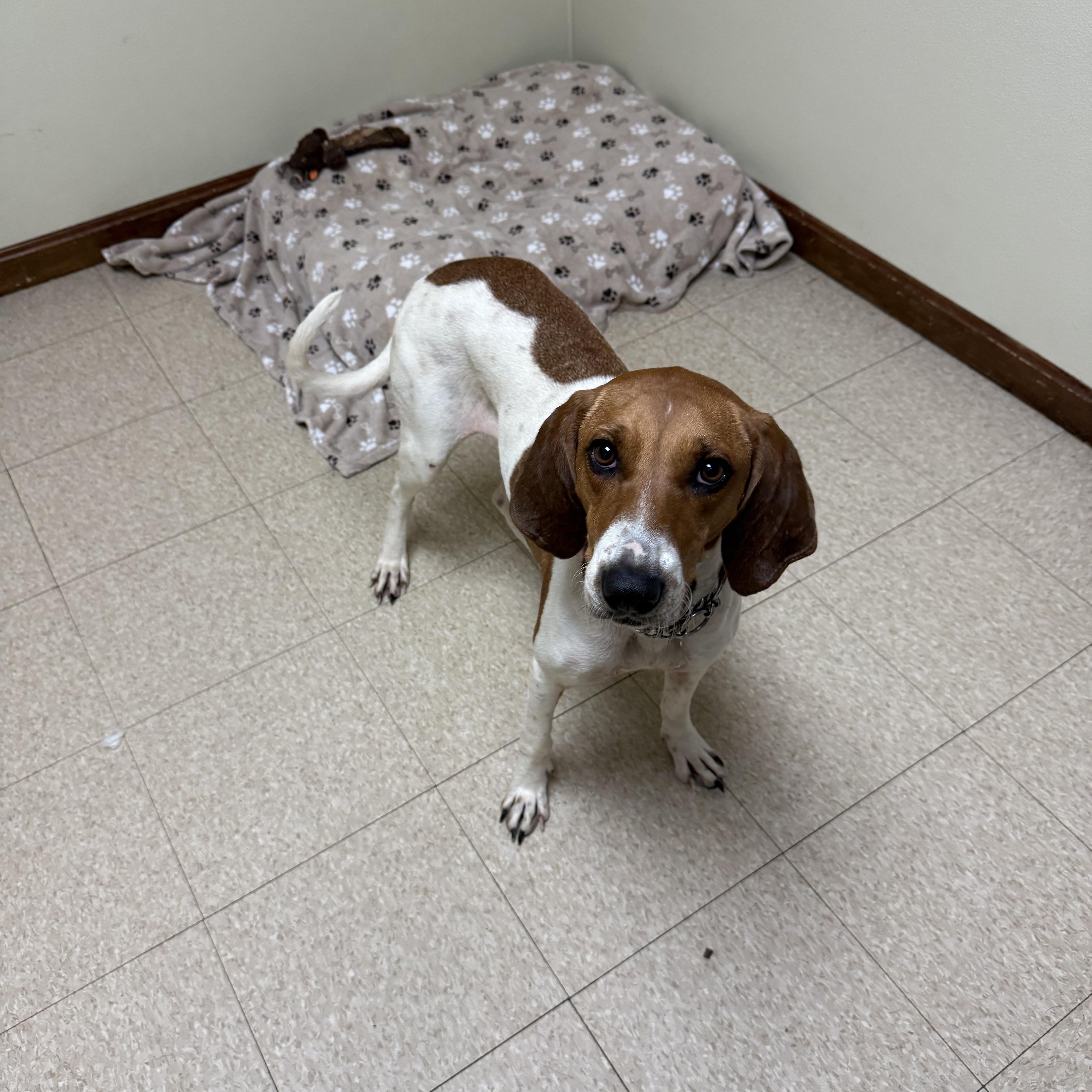 Peggy Sue, a ADOPTABLE Hound in Douglas, MA image 2/6