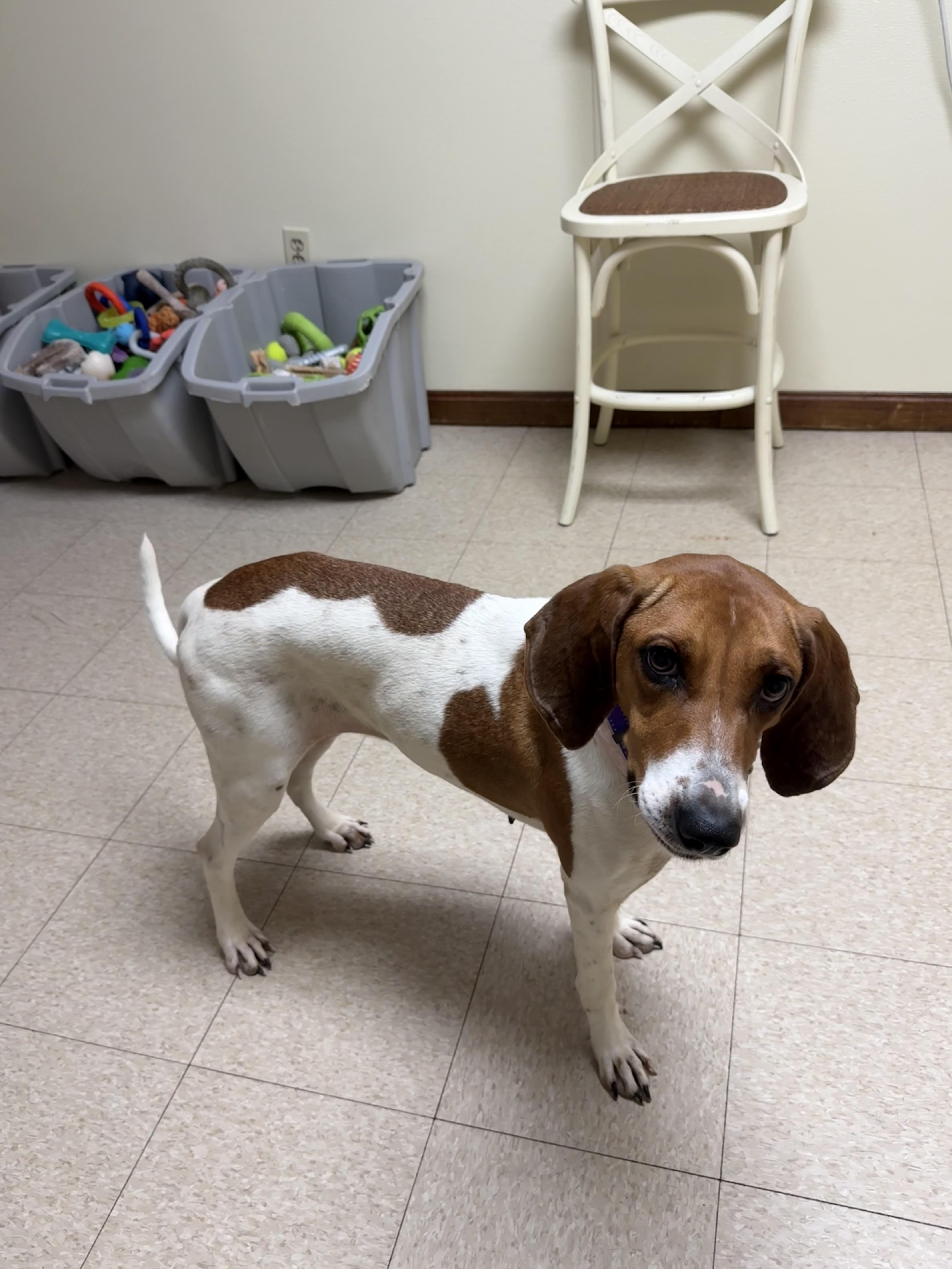 Peggy Sue, a ADOPTABLE Hound in Douglas, MA image 1/6
