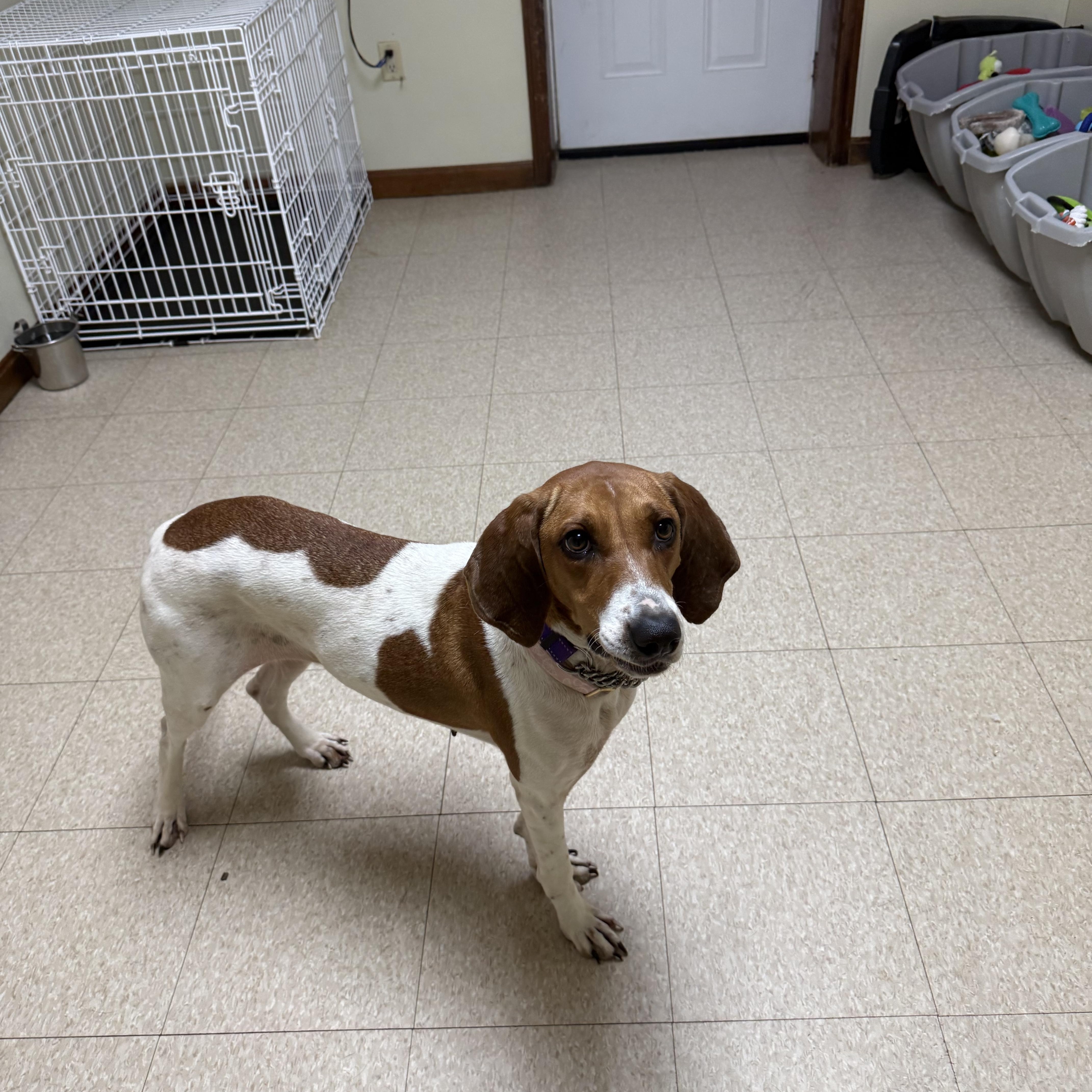 Peggy Sue, a ADOPTABLE Hound in Douglas, MA image 5/6