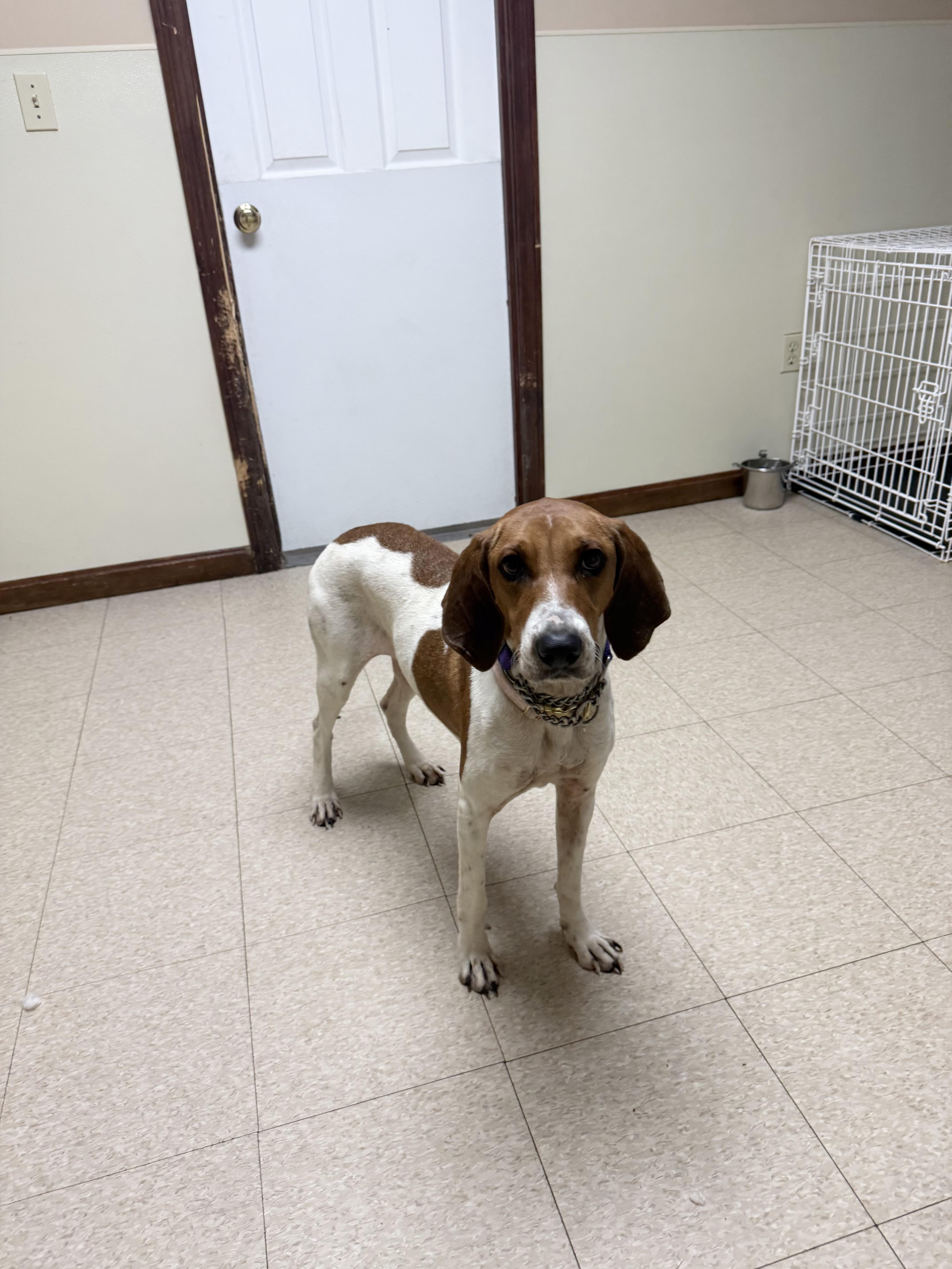 Peggy Sue, a ADOPTABLE Hound in Douglas, MA image 3/6