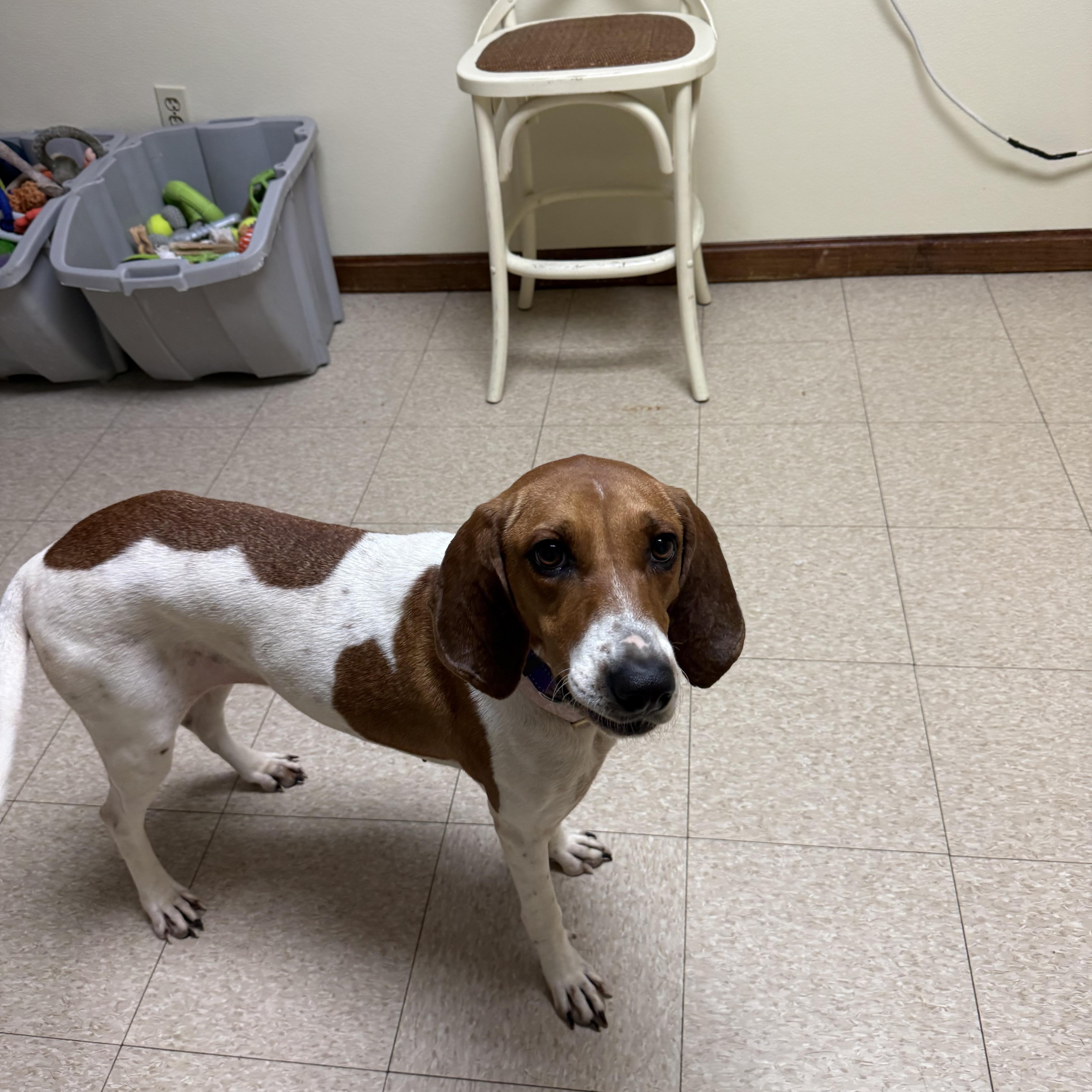 Peggy Sue, a ADOPTABLE Hound in Douglas, MA image 6/6