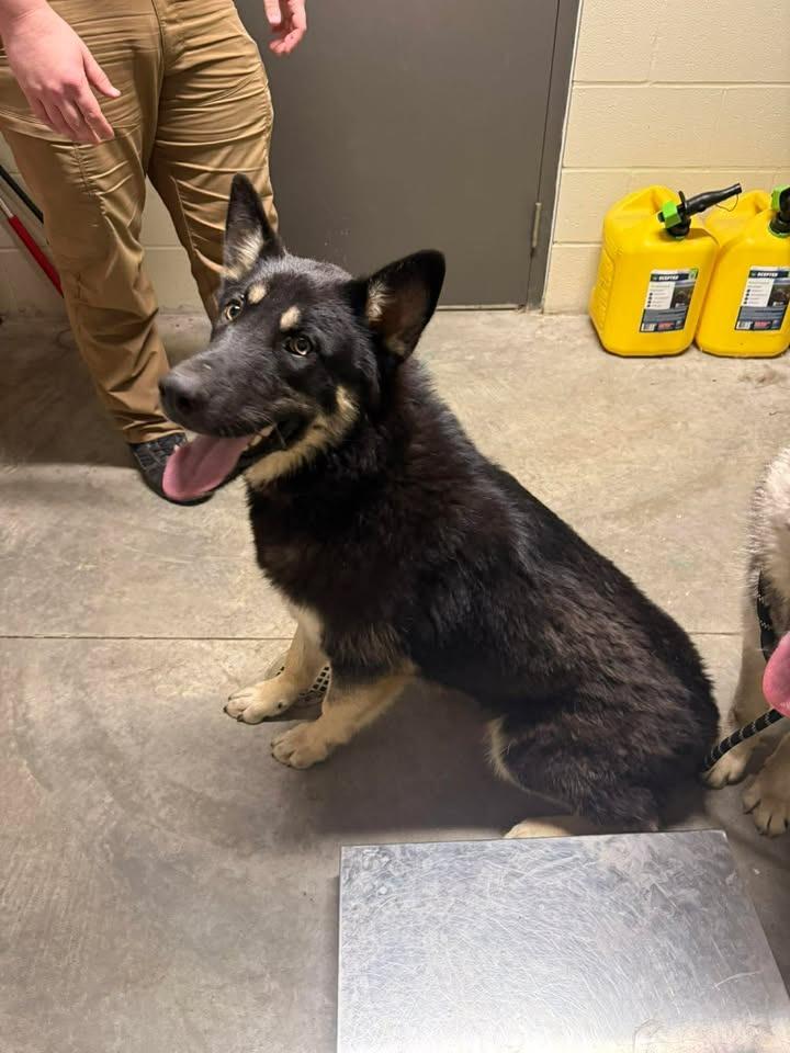 Hansel, Adoptable, Young Male Husky & German Shepherd Dog.