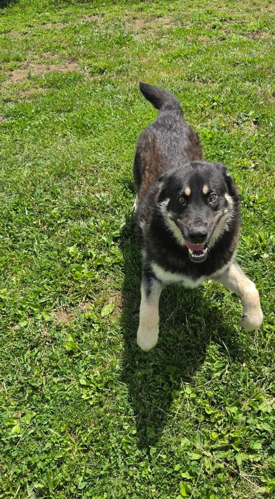 Enlarge Hansel, a Adoptable mixed breed in Shelbyville, TN image 2/5