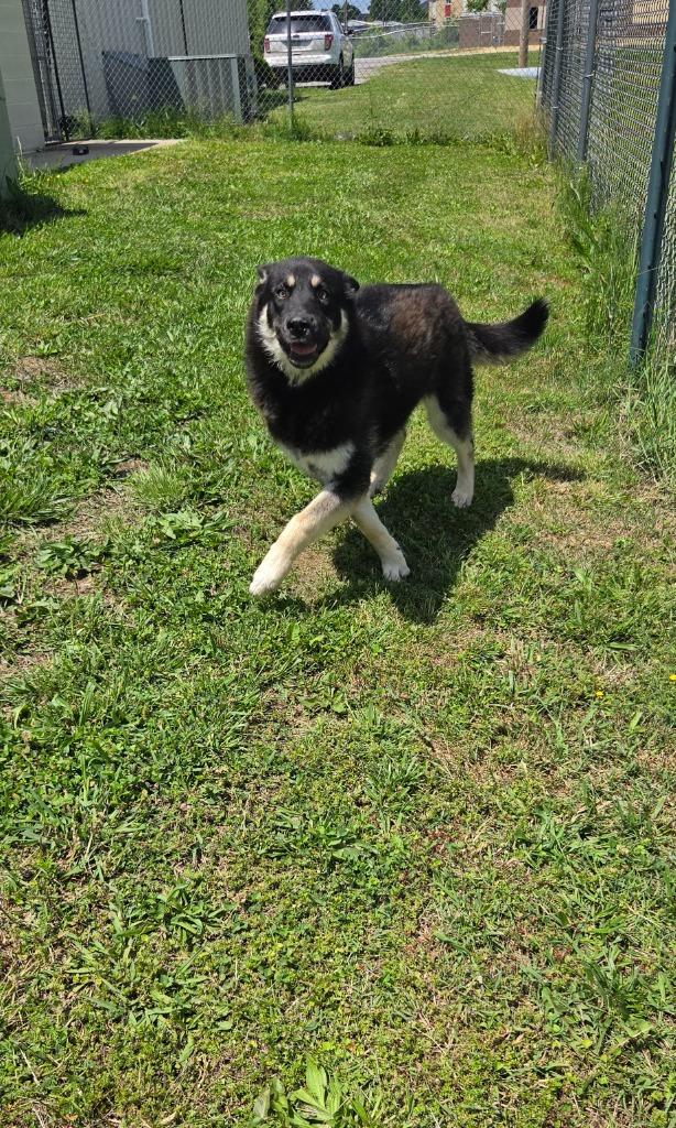 Enlarge Hansel, a Adoptable mixed breed in Shelbyville, TN image 3/5