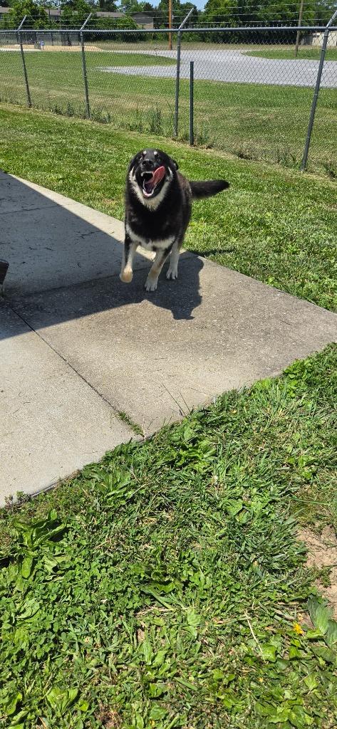 Enlarge Hansel, a Adoptable mixed breed in Shelbyville, TN image 4/5