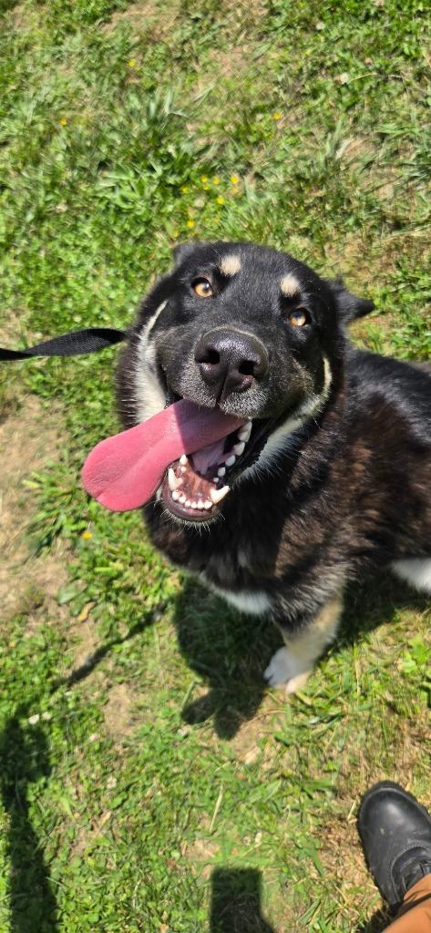 Enlarge Hansel, a Adoptable mixed breed in Shelbyville, TN image 5/5