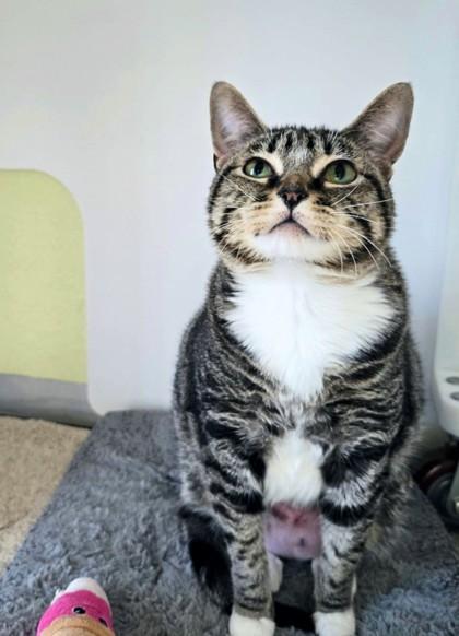 Ursula, Adoptable, Young Female Domestic Short Hair & Domestic Short Hair.