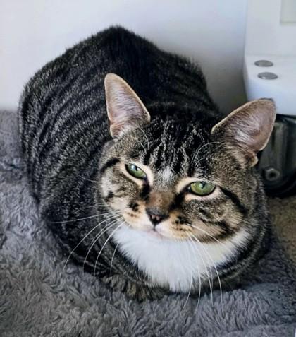 Enlarge Ursula, a Adoptable Domestic Short Hair in Longview, TX image 1/3