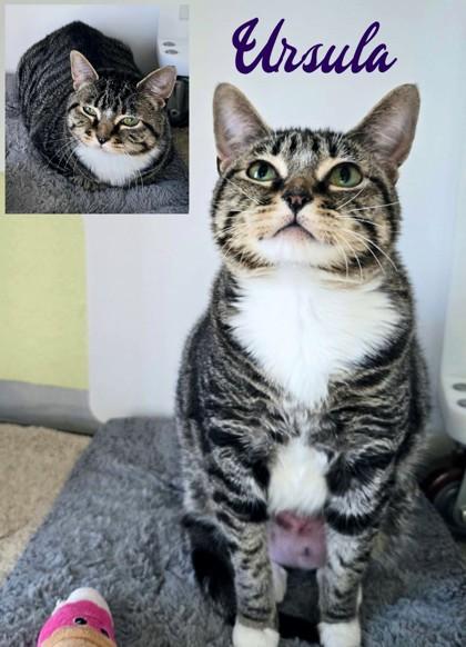 Enlarge Ursula, a Adoptable Domestic Short Hair in Longview, TX image 3/3