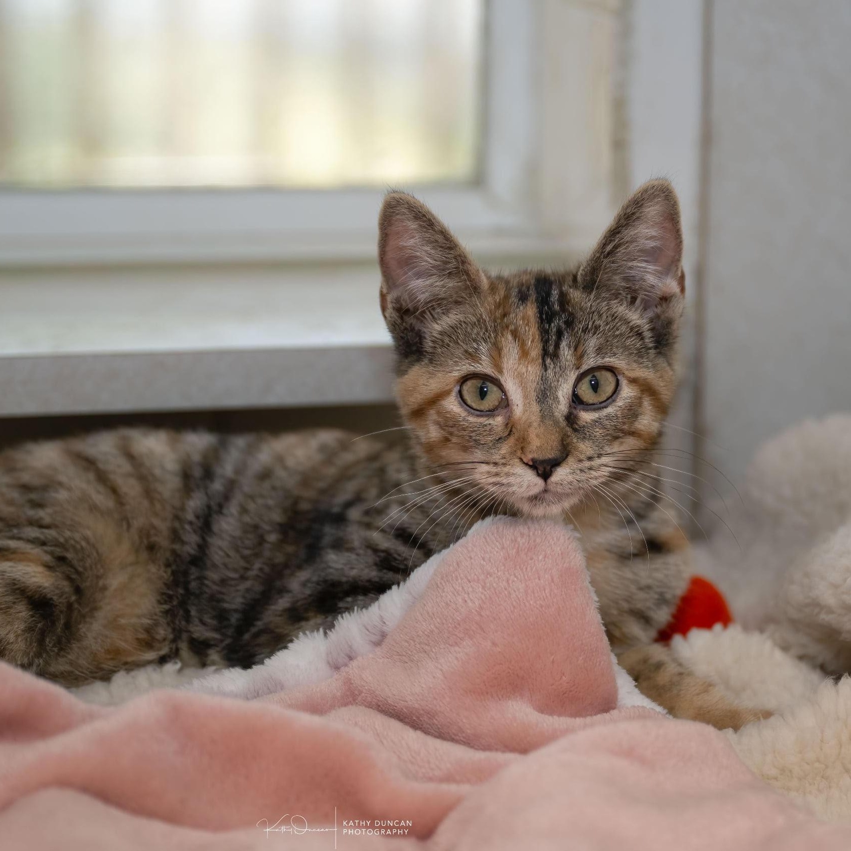 Spaghetti, an adopted Domestic Short Hair in Manchester, MO image 1/4