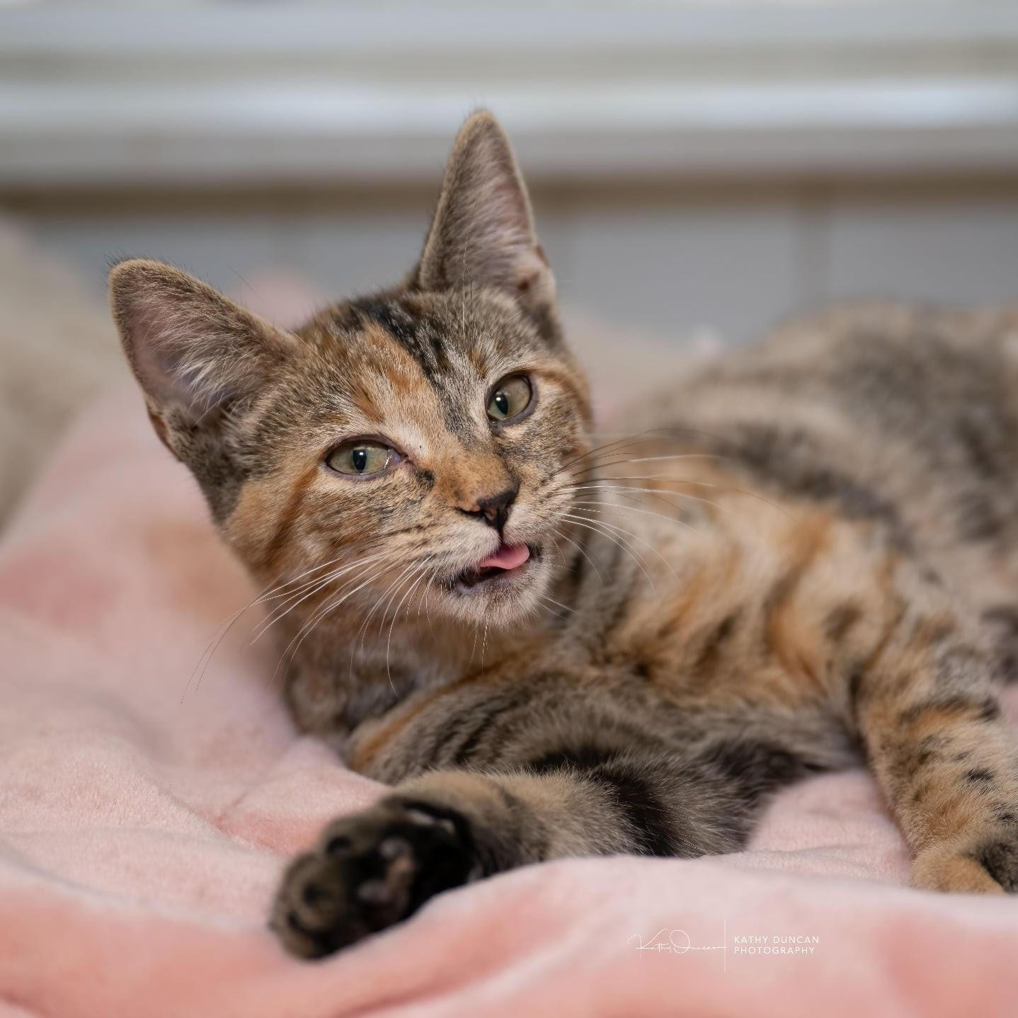 Spaghetti, an adopted Domestic Short Hair in Manchester, MO image 2/4