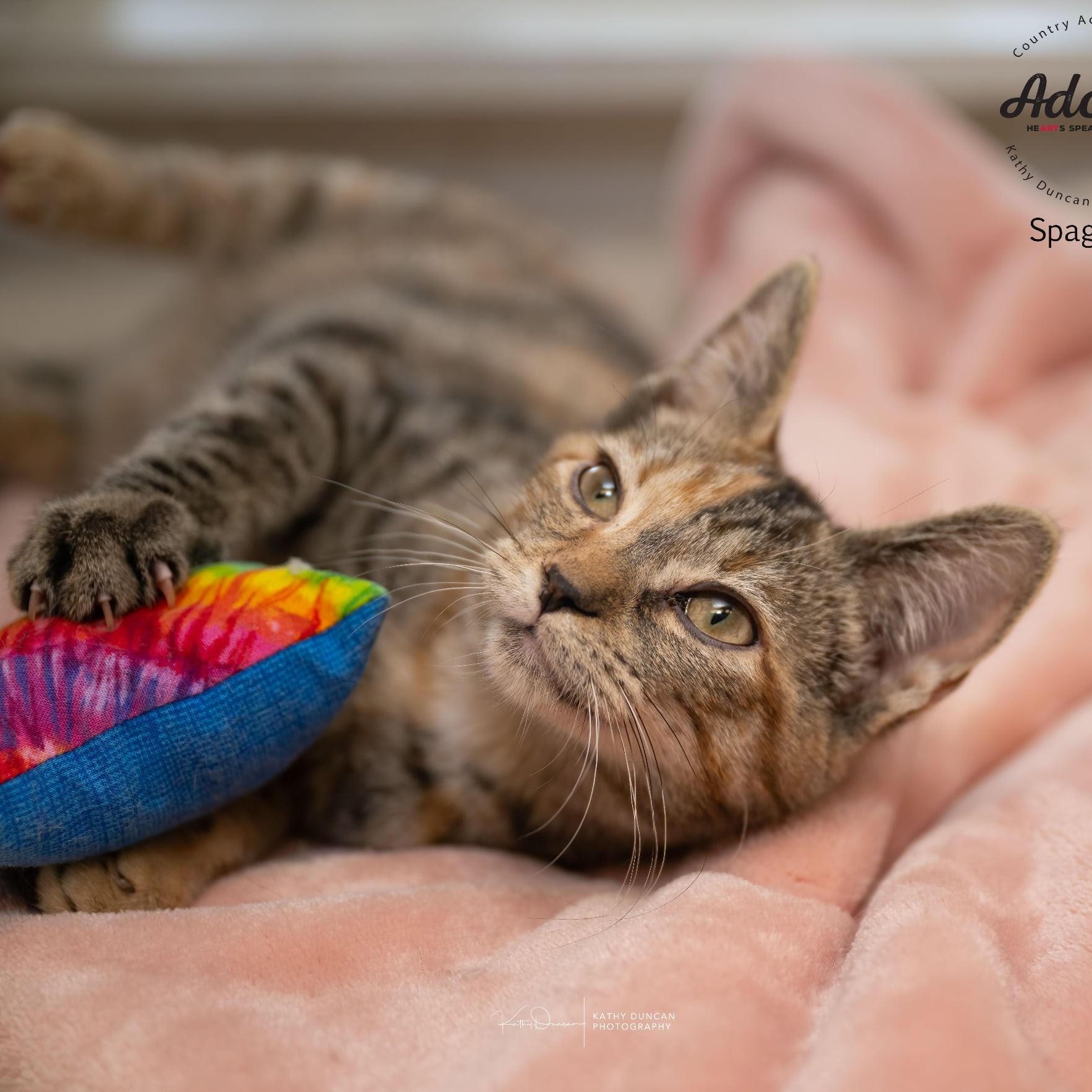 Spaghetti, an adopted Domestic Short Hair in Manchester, MO image 3/4