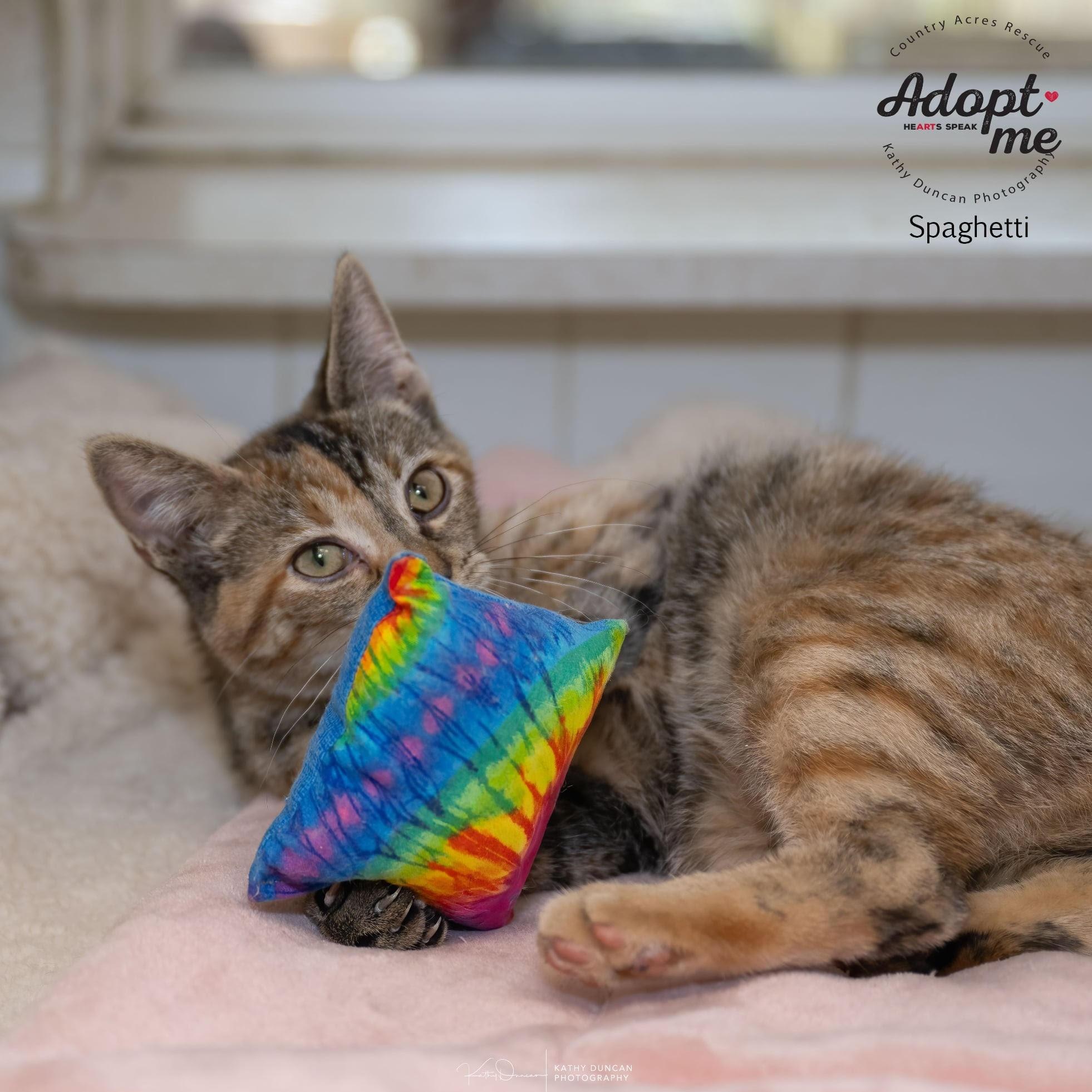 Spaghetti, an adopted Domestic Short Hair in Manchester, MO image 4/4