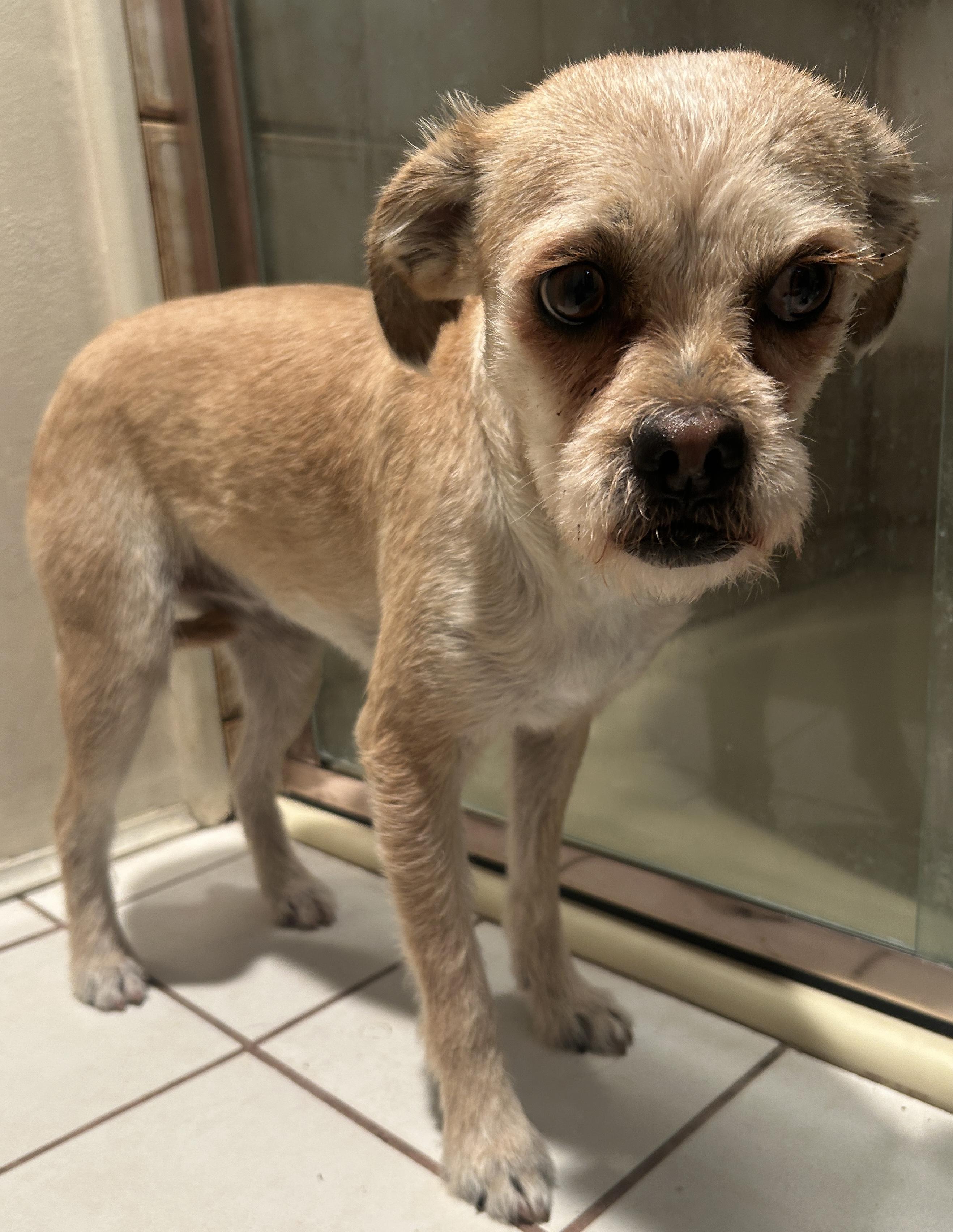 Enlarge MARTINA, a ADOPTABLE mixed breed in El Cajon, CA image 2/6