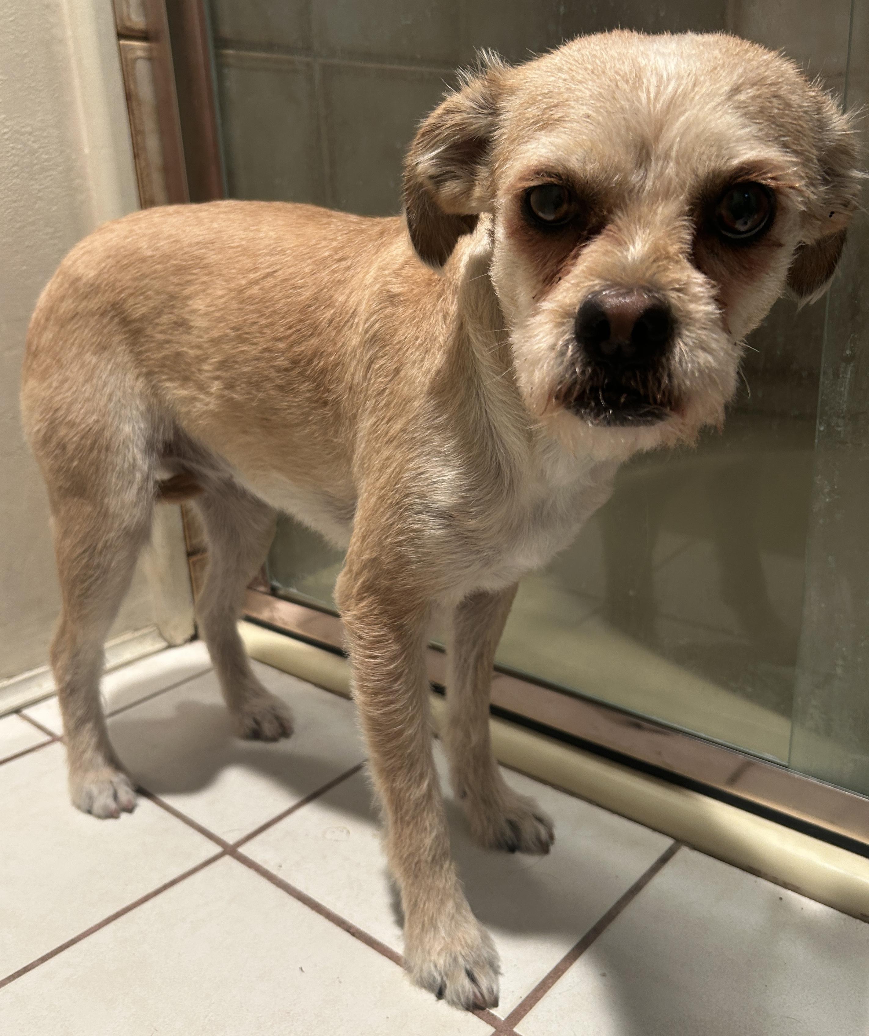 Enlarge MARTINA, a ADOPTABLE mixed breed in El Cajon, CA image 6/6