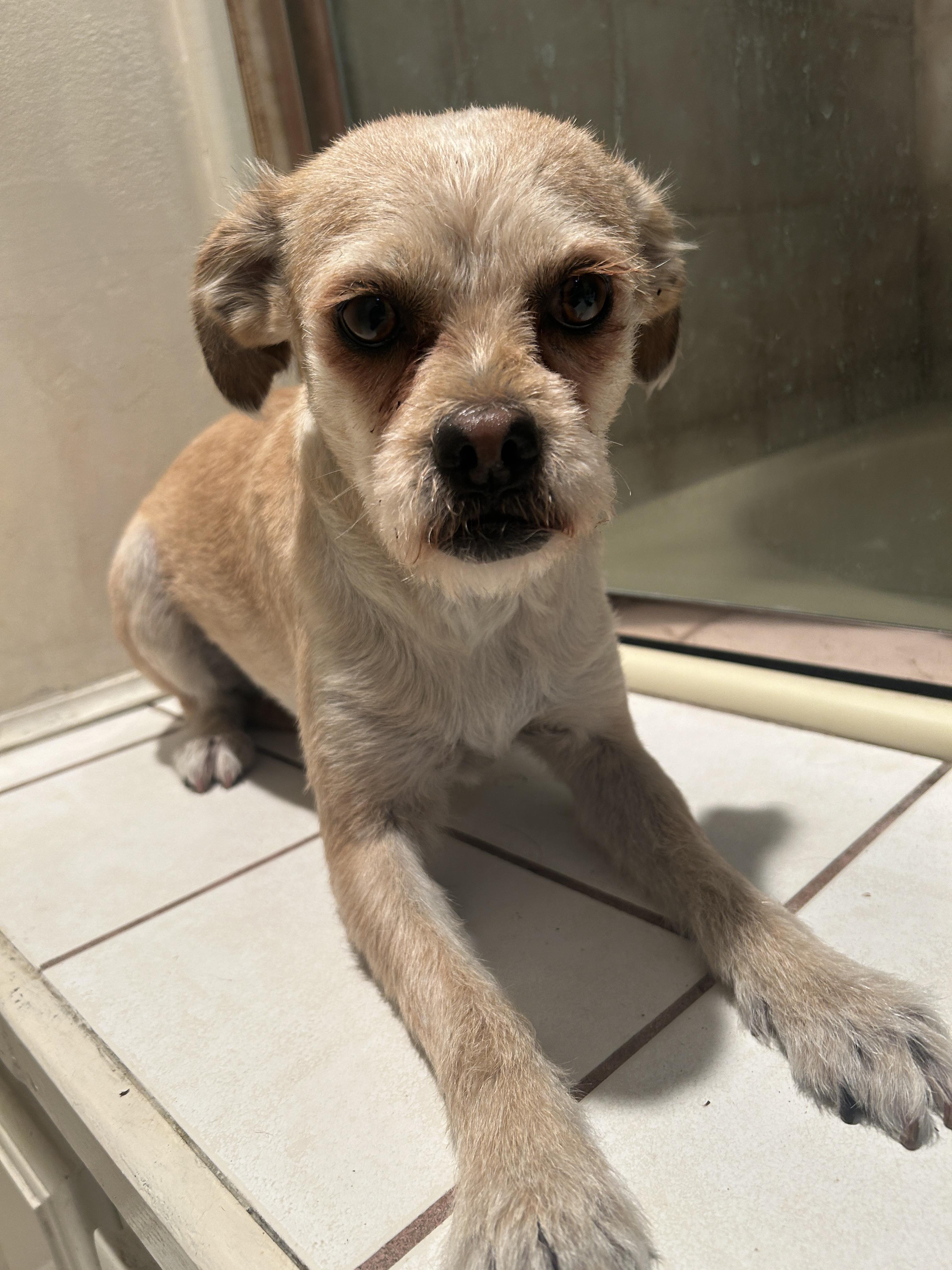 Enlarge MARTINA, a ADOPTABLE mixed breed in El Cajon, CA image 3/6