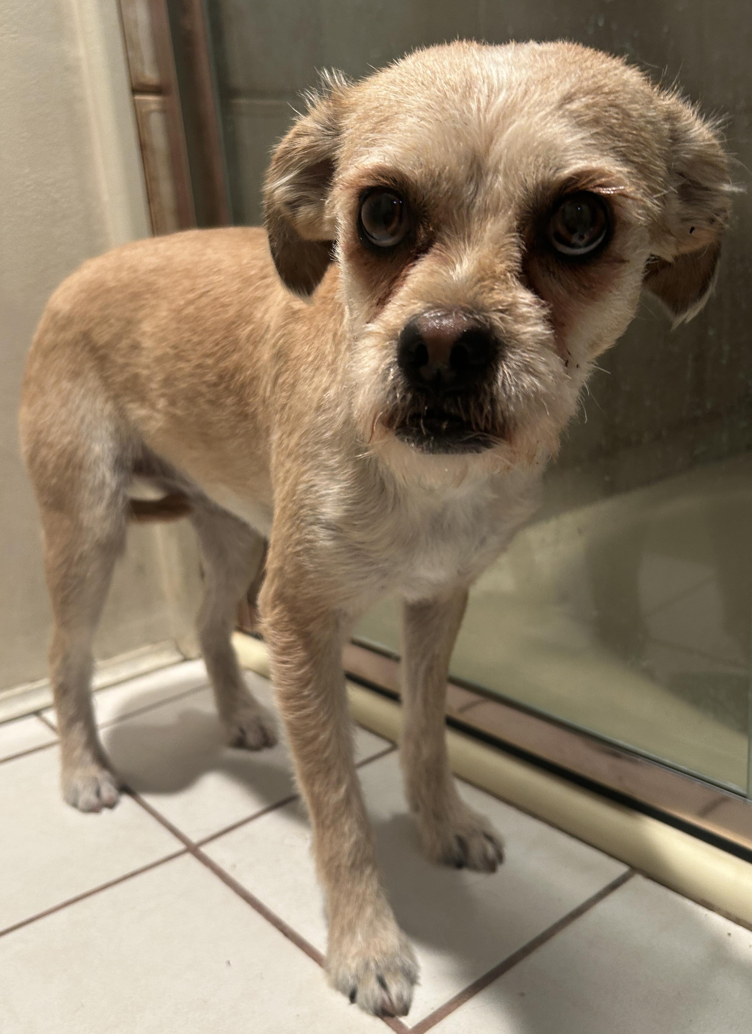 MARTINA, ADOPTABLE, Young Female Terrier.