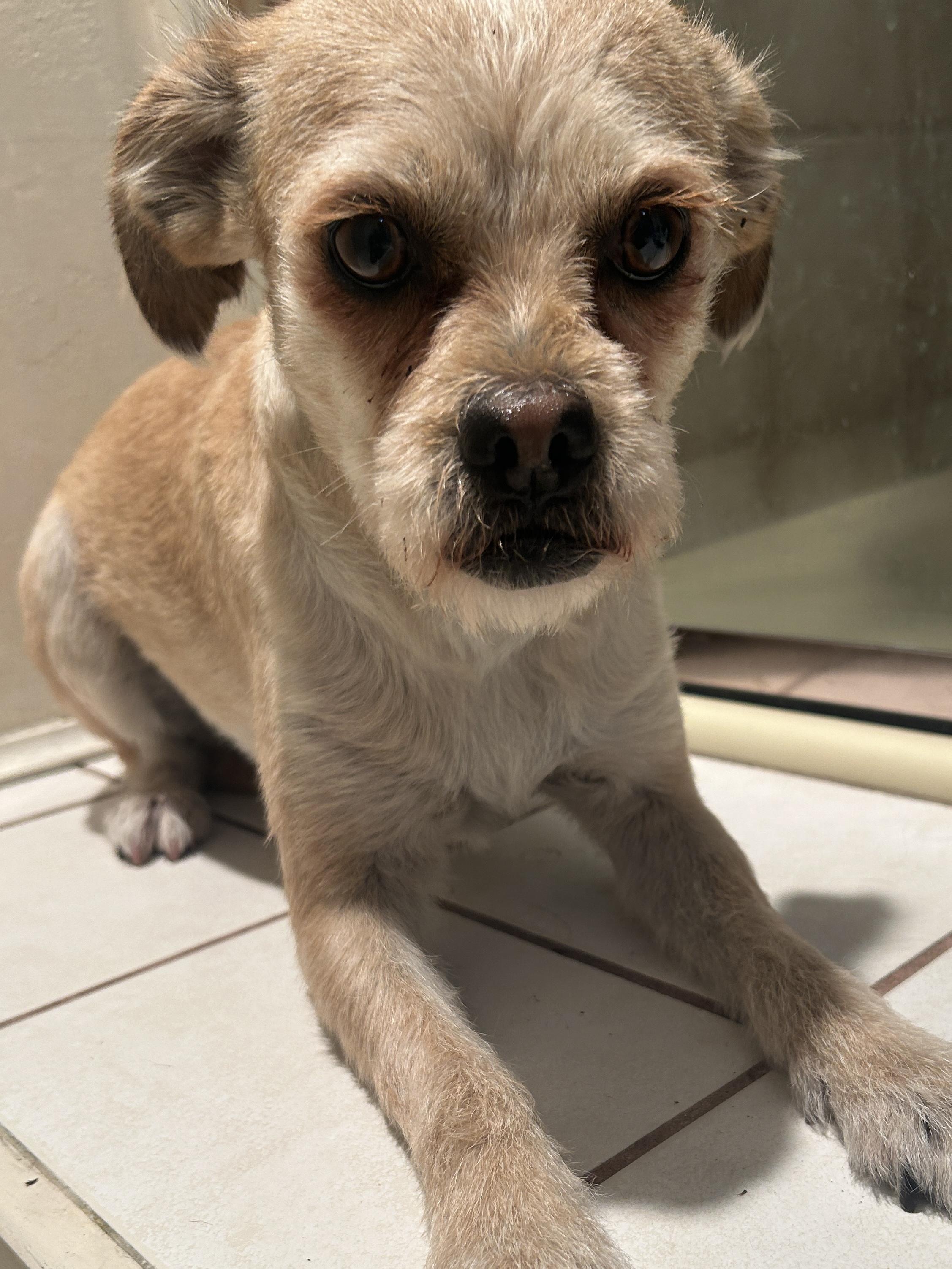 Enlarge MARTINA, a ADOPTABLE mixed breed in El Cajon, CA image 4/6