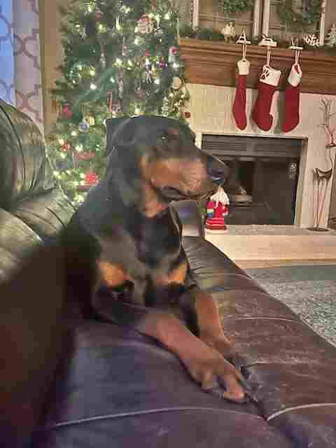 Enlarge Remi, a Adoptable Doberman Pinscher in Aurora, OH image 1/3