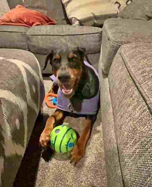 Remi, a Adoptable Doberman Pinscher in Aurora, OH image 1/2