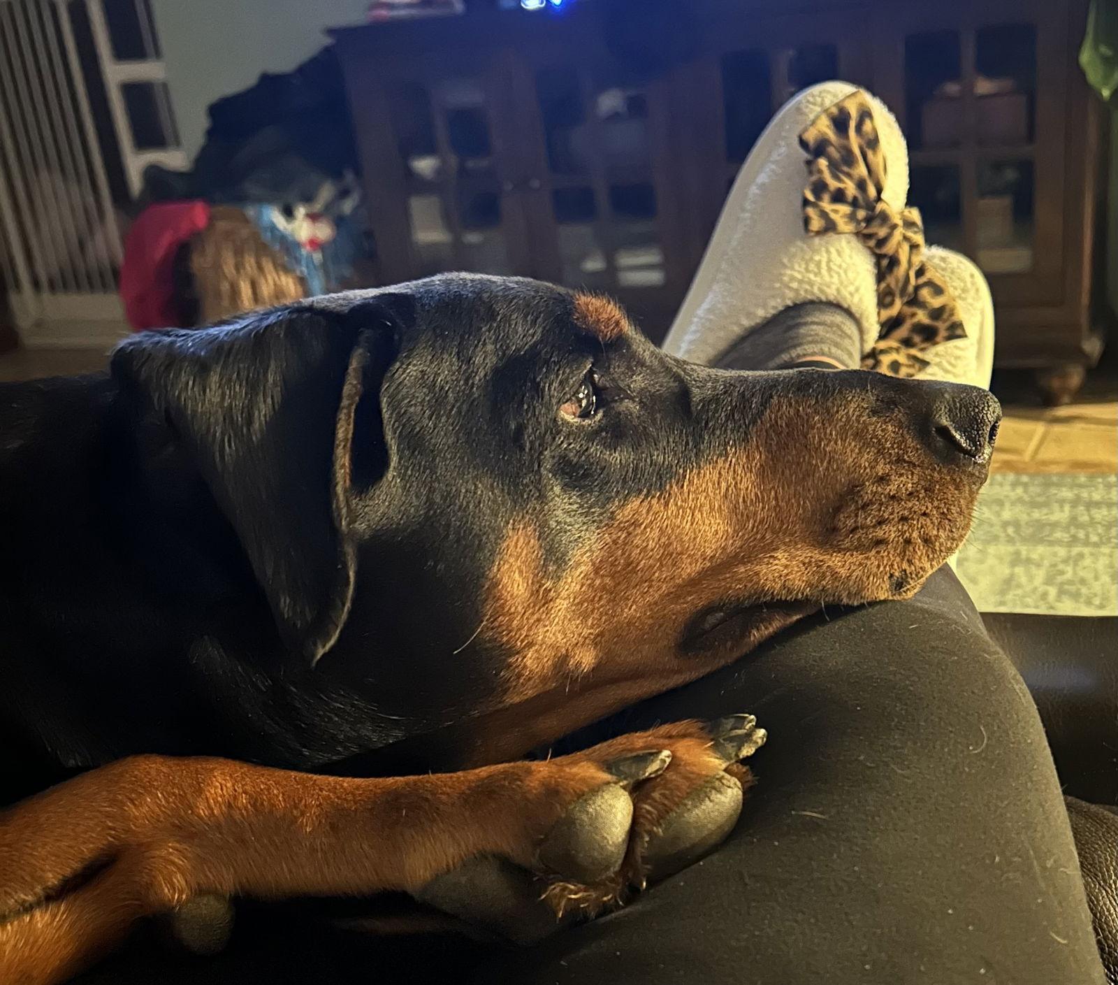 Remi, a Adoptable Doberman Pinscher in Aurora, OH image 2/2