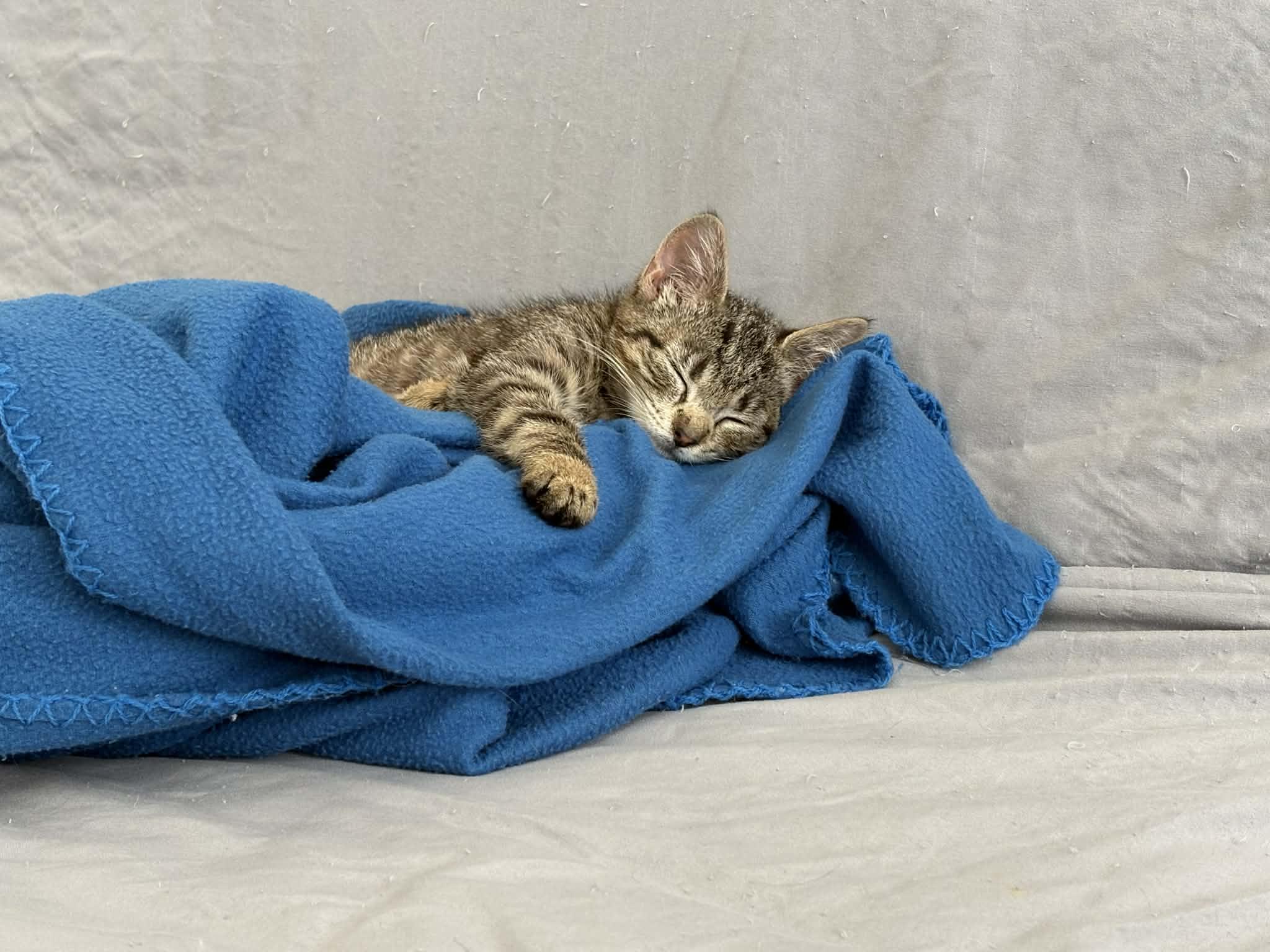 Phoebe, Adoptable, Kitten Female Domestic Short Hair.