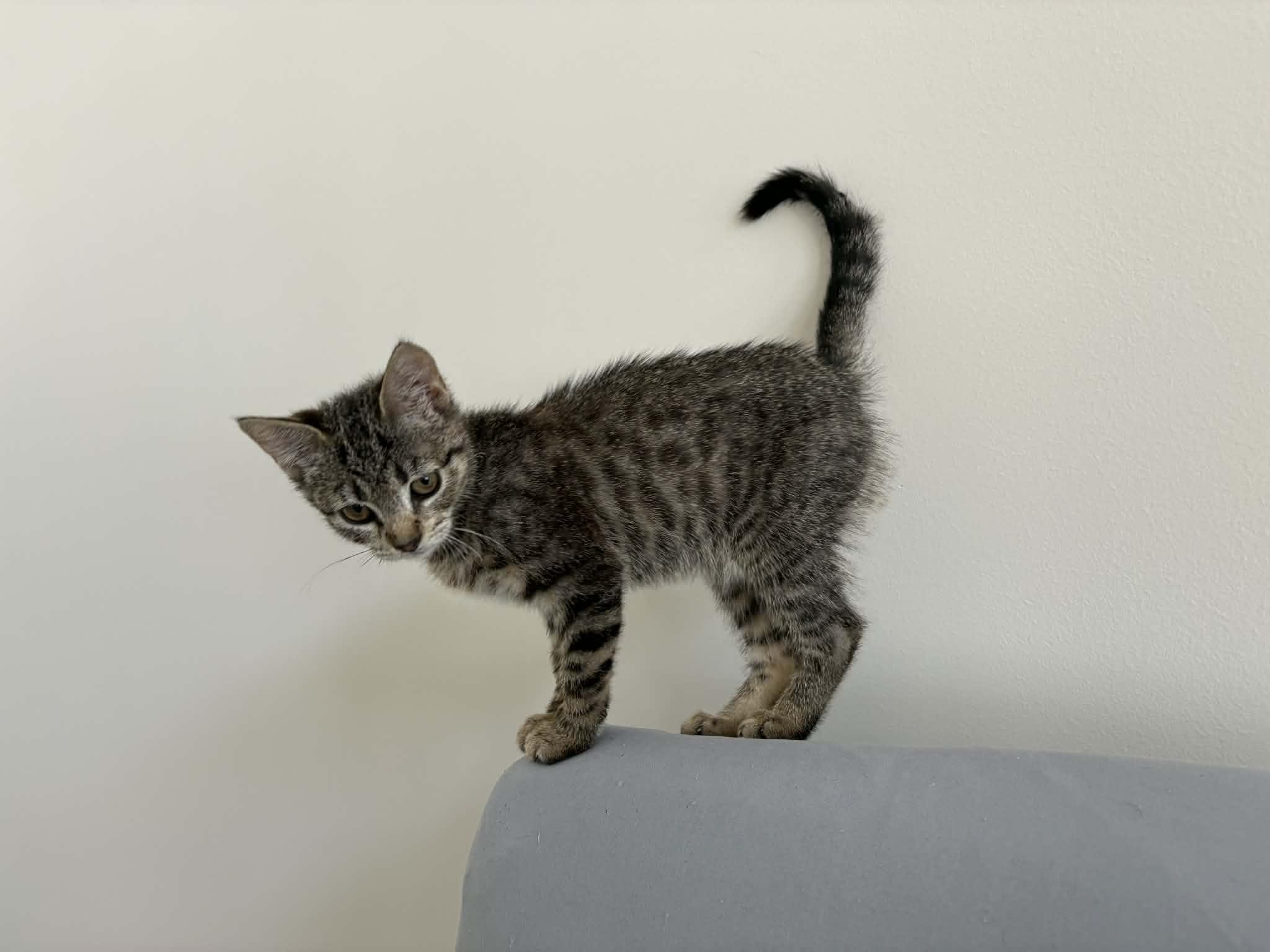 Enlarge Phoebe, a Adoptable Domestic Short Hair in Odenton, MD image 2/5