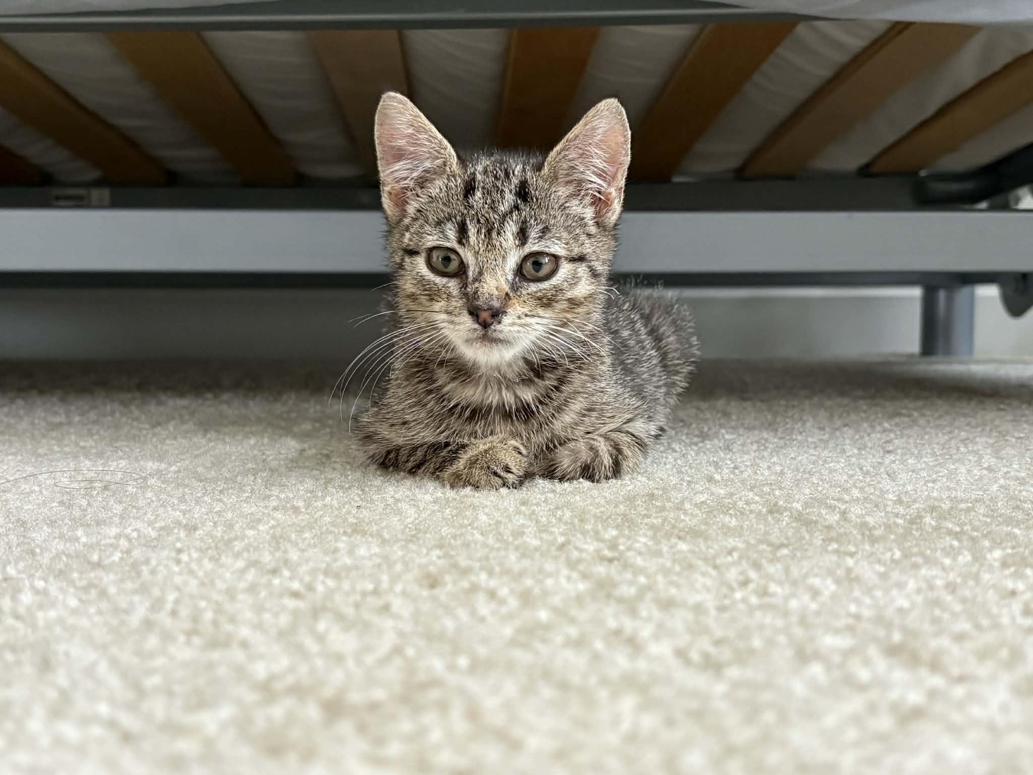 Enlarge Phoebe, a Adoptable Domestic Short Hair in Odenton, MD image 5/5