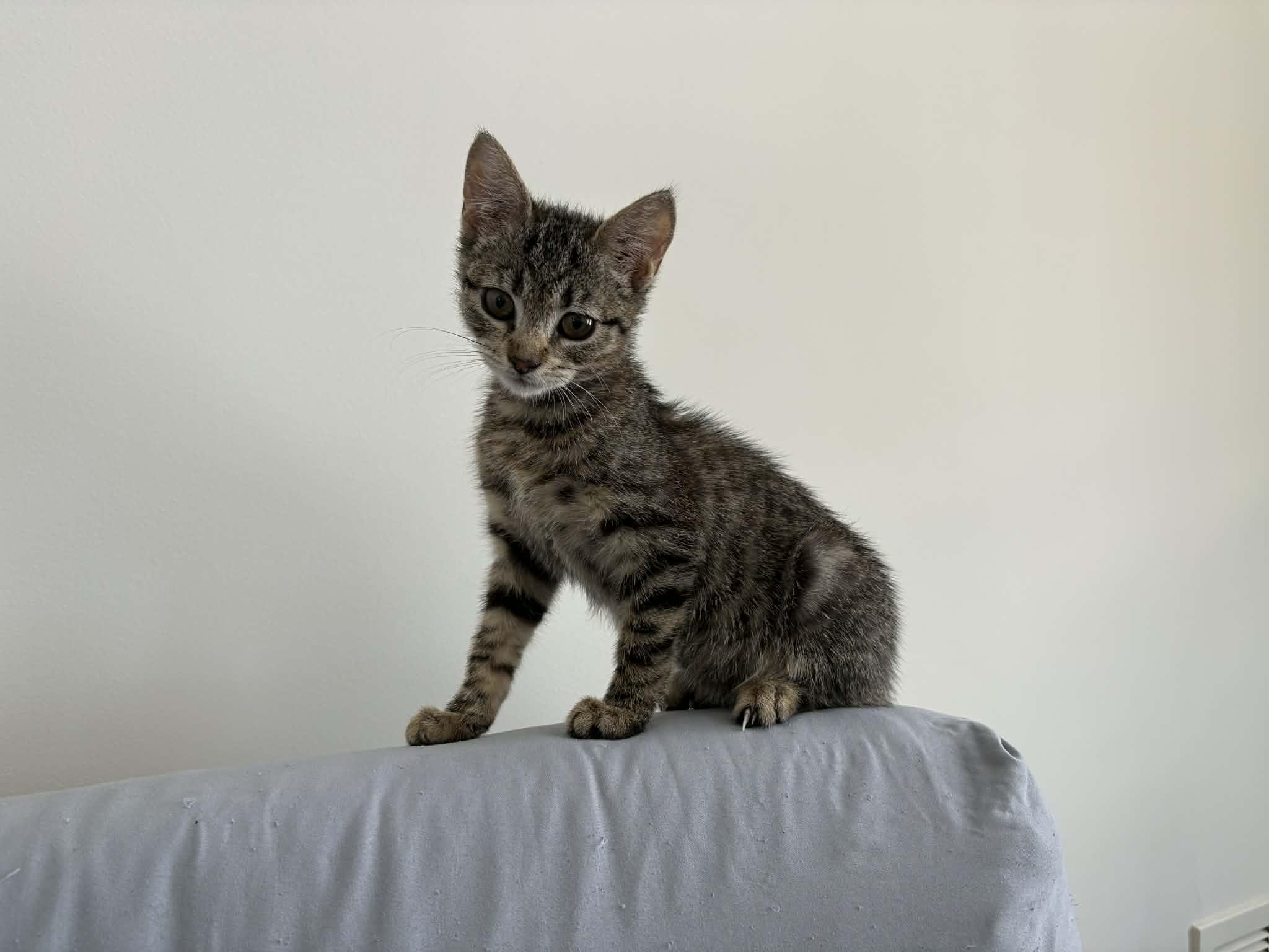 Enlarge Phoebe, a Adoptable Domestic Short Hair in Odenton, MD image 4/5