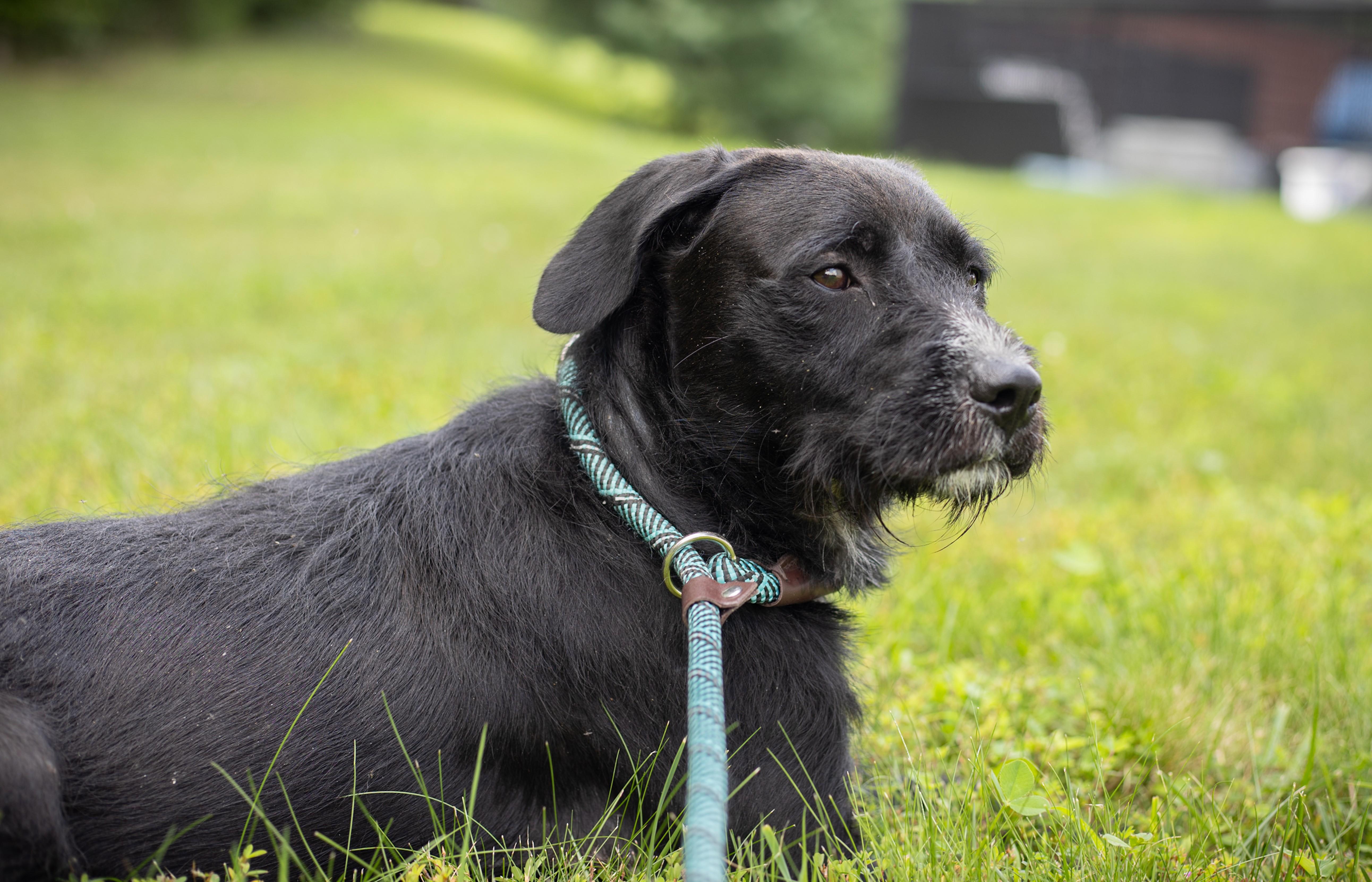 Taffy, a ADOPTABLE mixed breed in Stafford, VA image 2/3