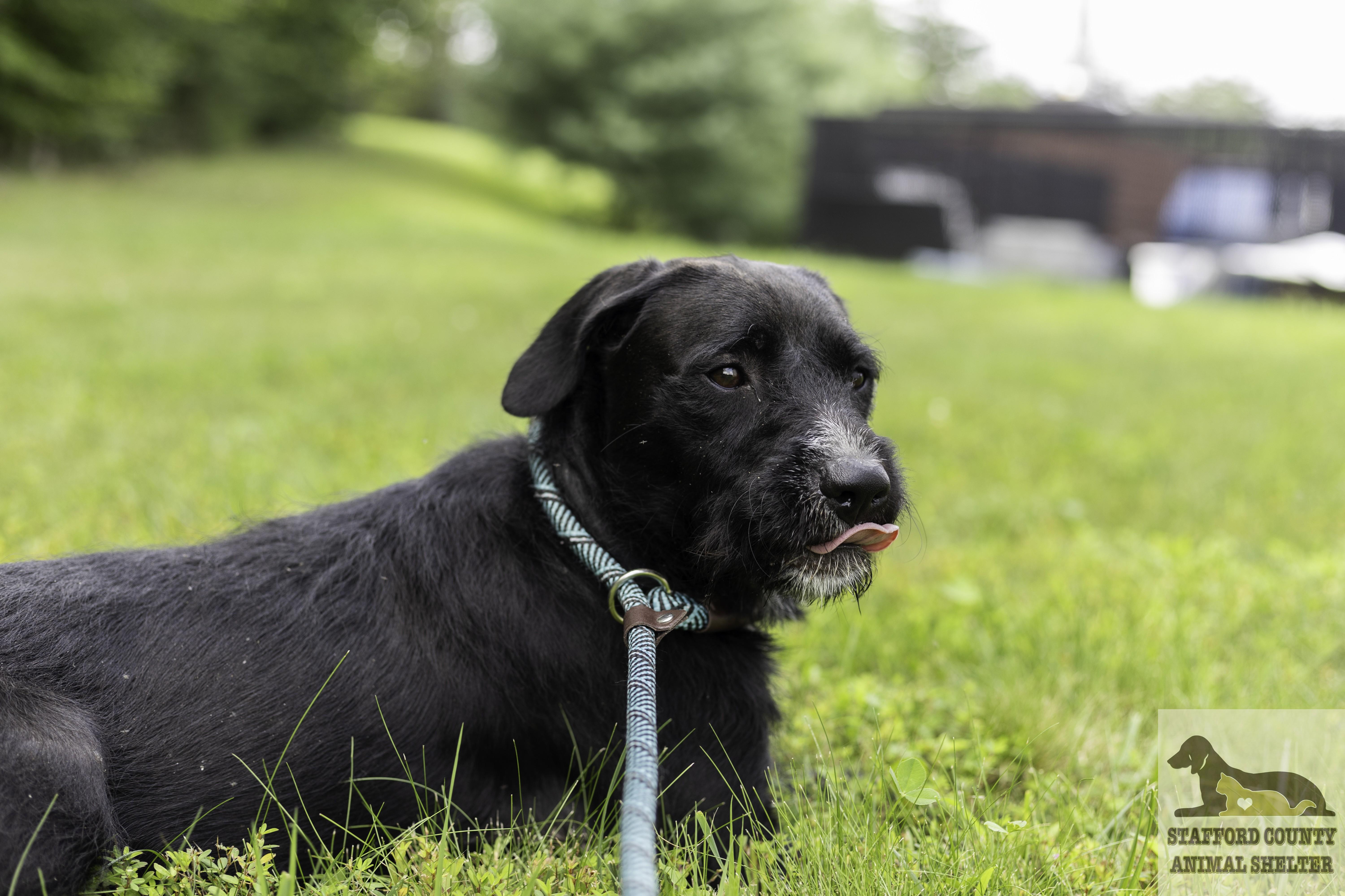 Taffy, a ADOPTABLE mixed breed in Stafford, VA image 3/3
