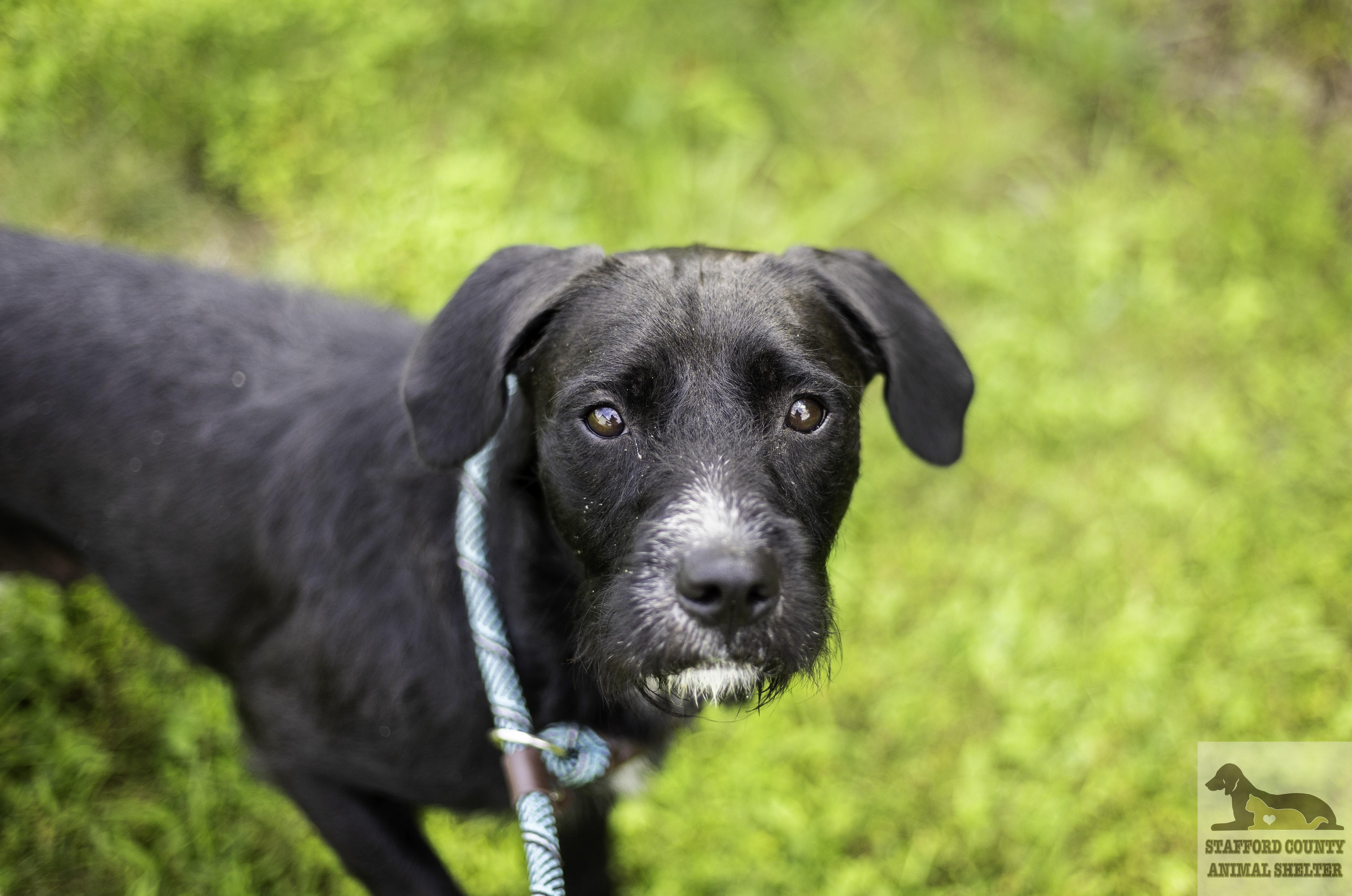 Taffy, a ADOPTABLE mixed breed in Stafford, VA image 1/3