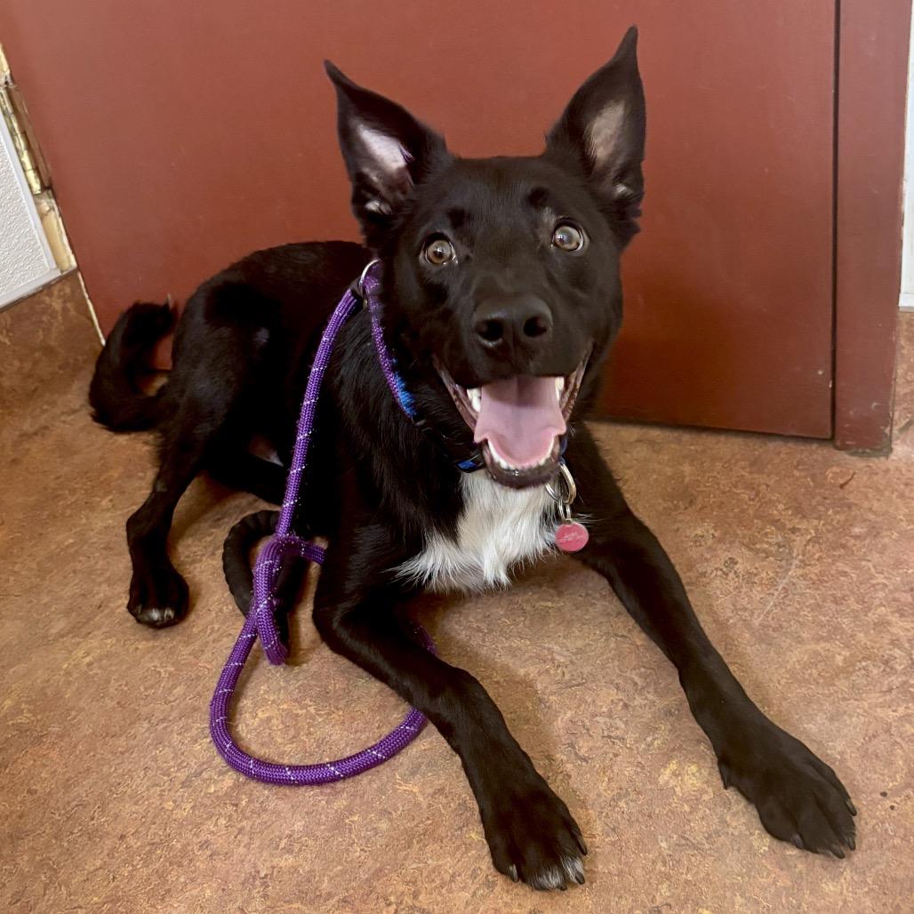 Tucker, Adoptable, Young Male Australian Cattle Dog / Blue Heeler & Mixed Breed.