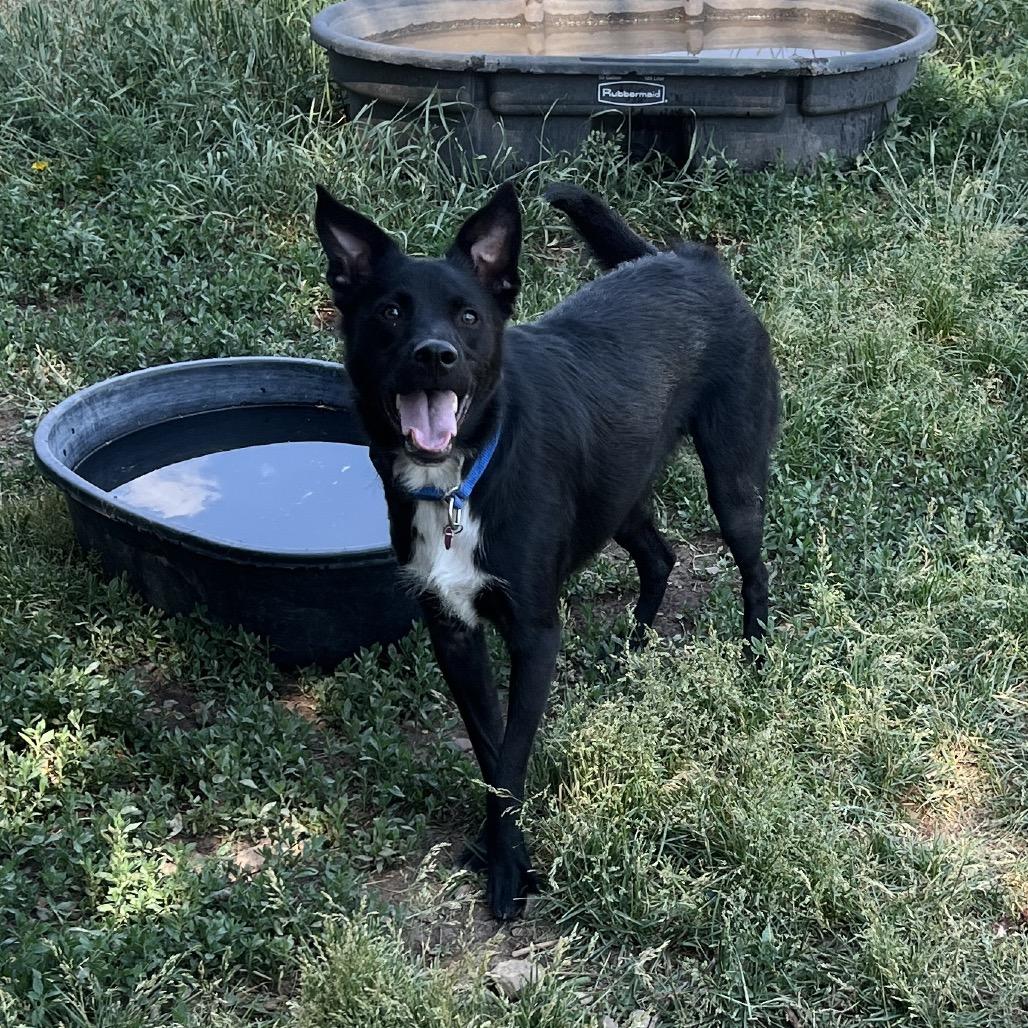 Enlarge Tucker, a Adoptable mixed breed in Glenwood Springs, CO image 2/6