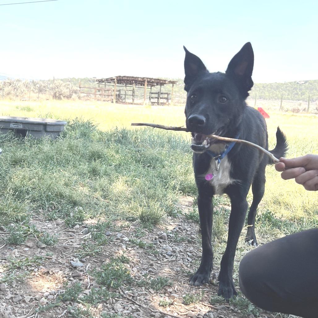 Enlarge Tucker, a Adoptable mixed breed in Glenwood Springs, CO image 3/6