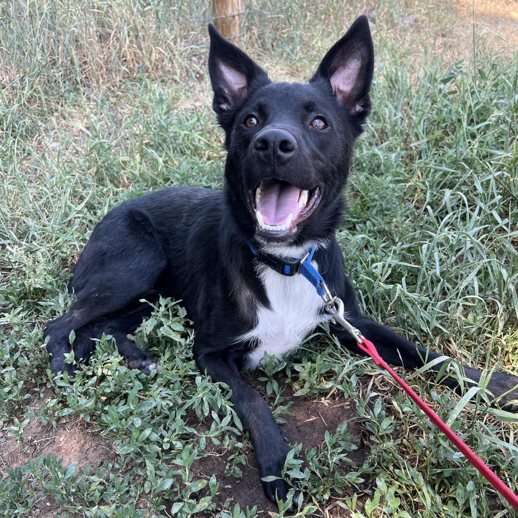 Enlarge Tucker, a Adoptable mixed breed in Glenwood Springs, CO image 4/6