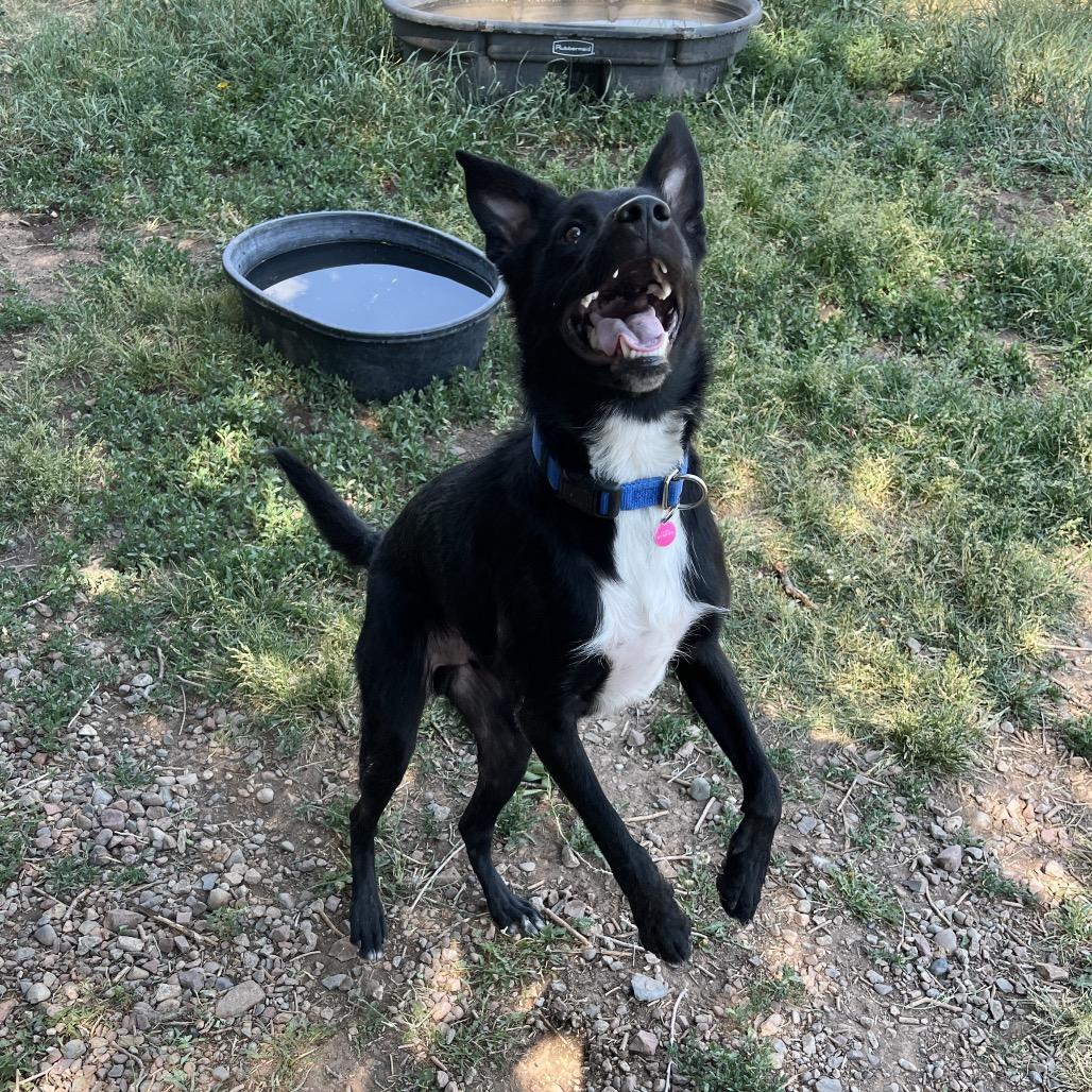 Enlarge Tucker, a Adoptable mixed breed in Glenwood Springs, CO image 5/6