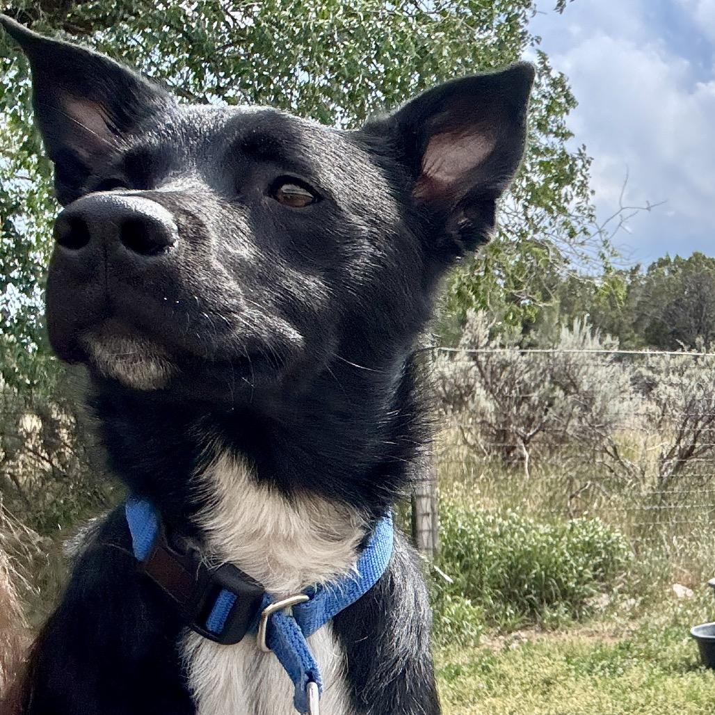 Enlarge Tucker, a Adoptable mixed breed in Glenwood Springs, CO image 6/6