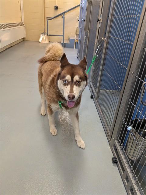 Enlarge MYA, a Adoptable Siberian Husky in South Lake Tahoe, CA image 1/1