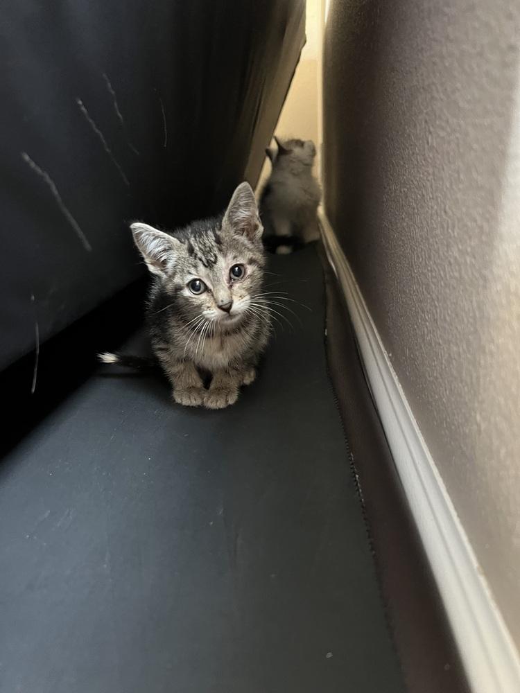 Cricket, Adoptable, Kitten Female Domestic Short Hair.