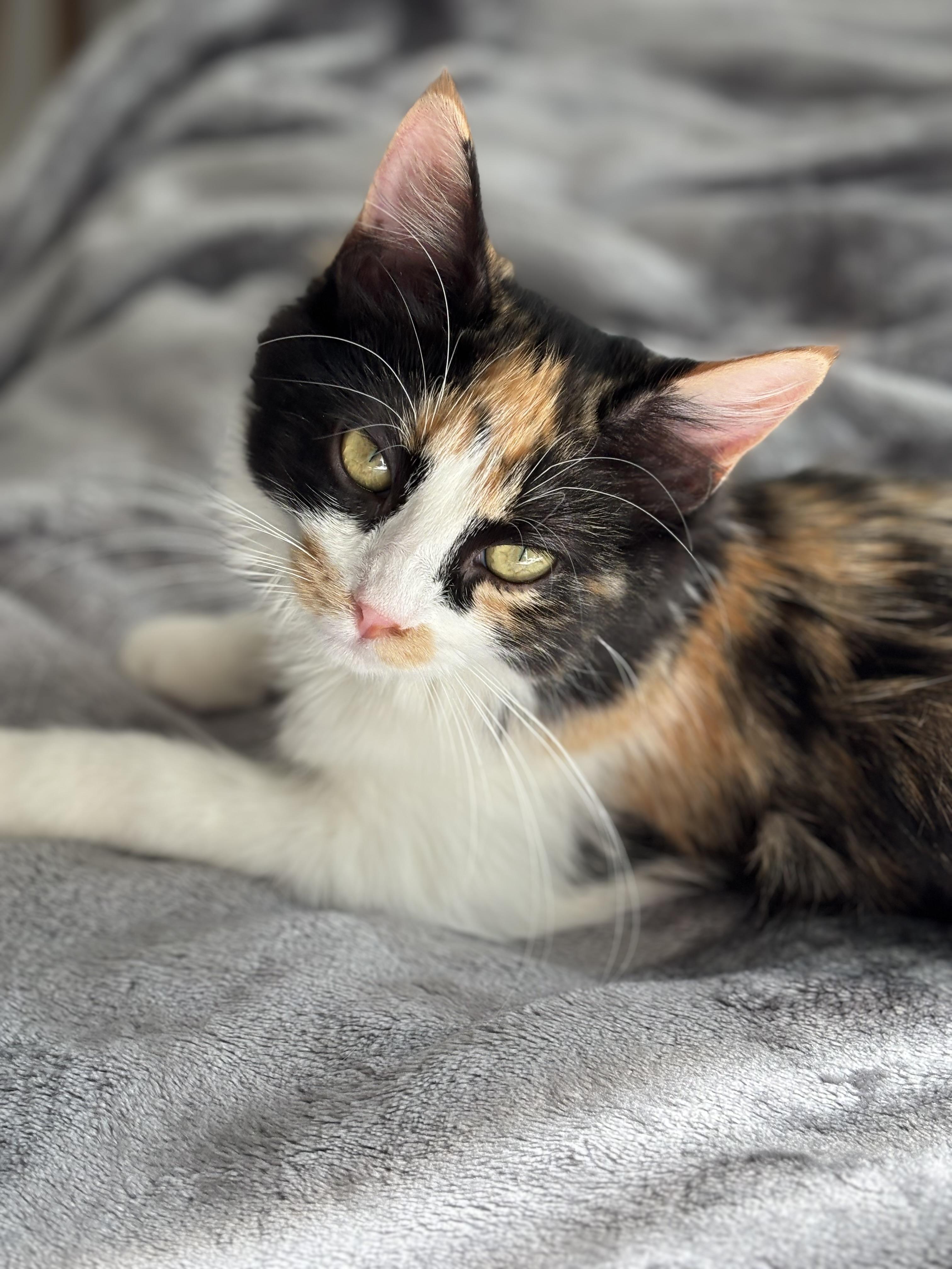 Petula, Adopted, Kitten Female Domestic Long Hair.