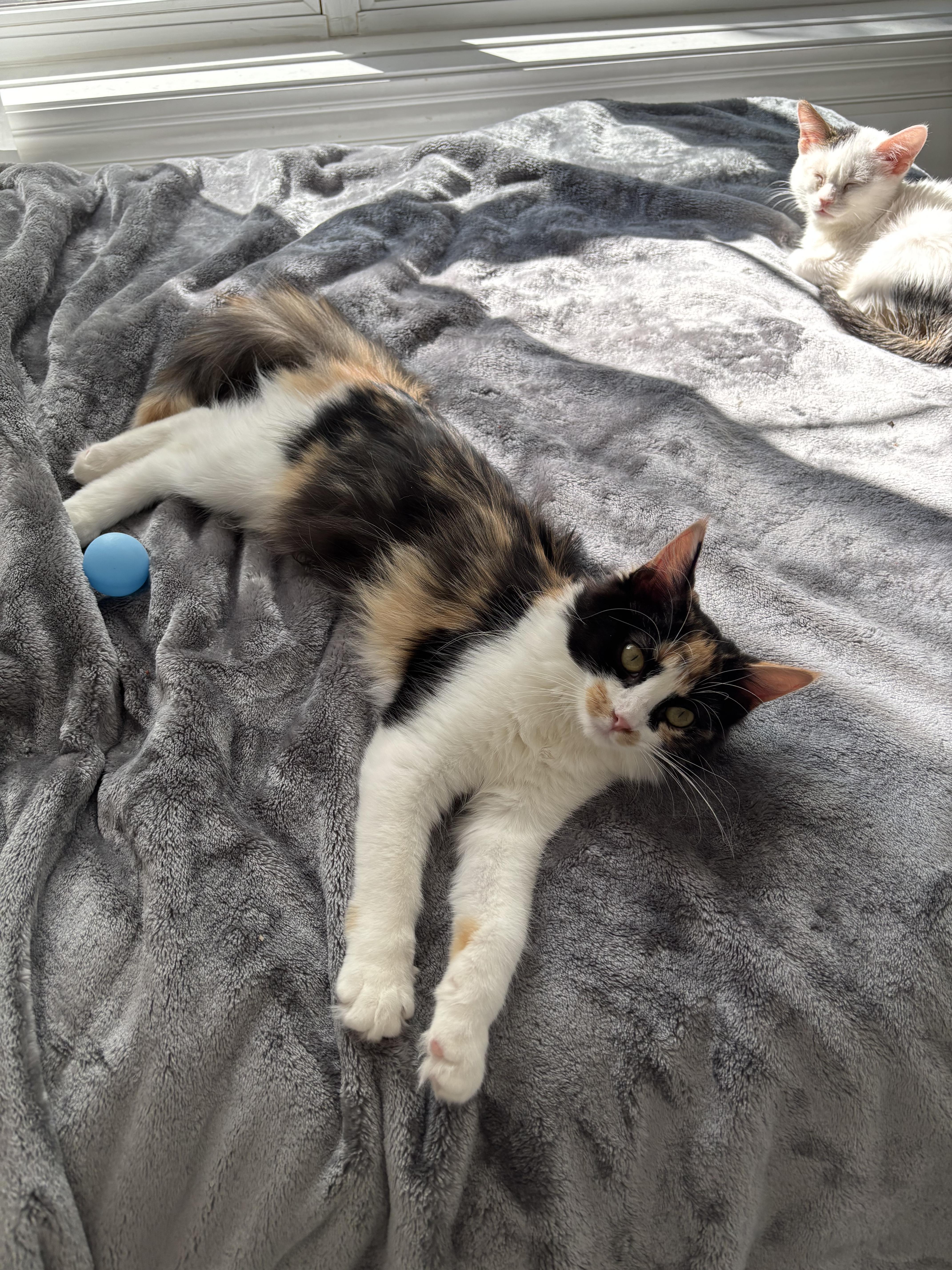 Enlarge Petula, a Adopted mixed breed in Marengo, IL image 3/3