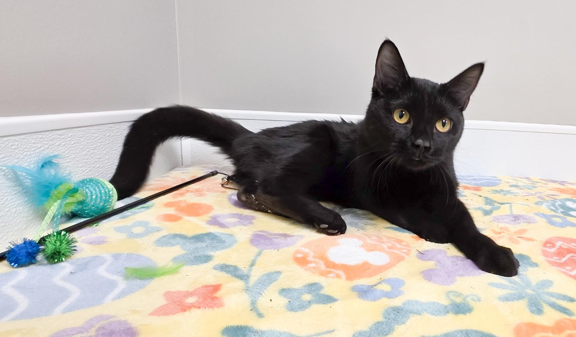 Enlarge Stella, an adopted mixed breed in Shepherdsville, KY image 2/3