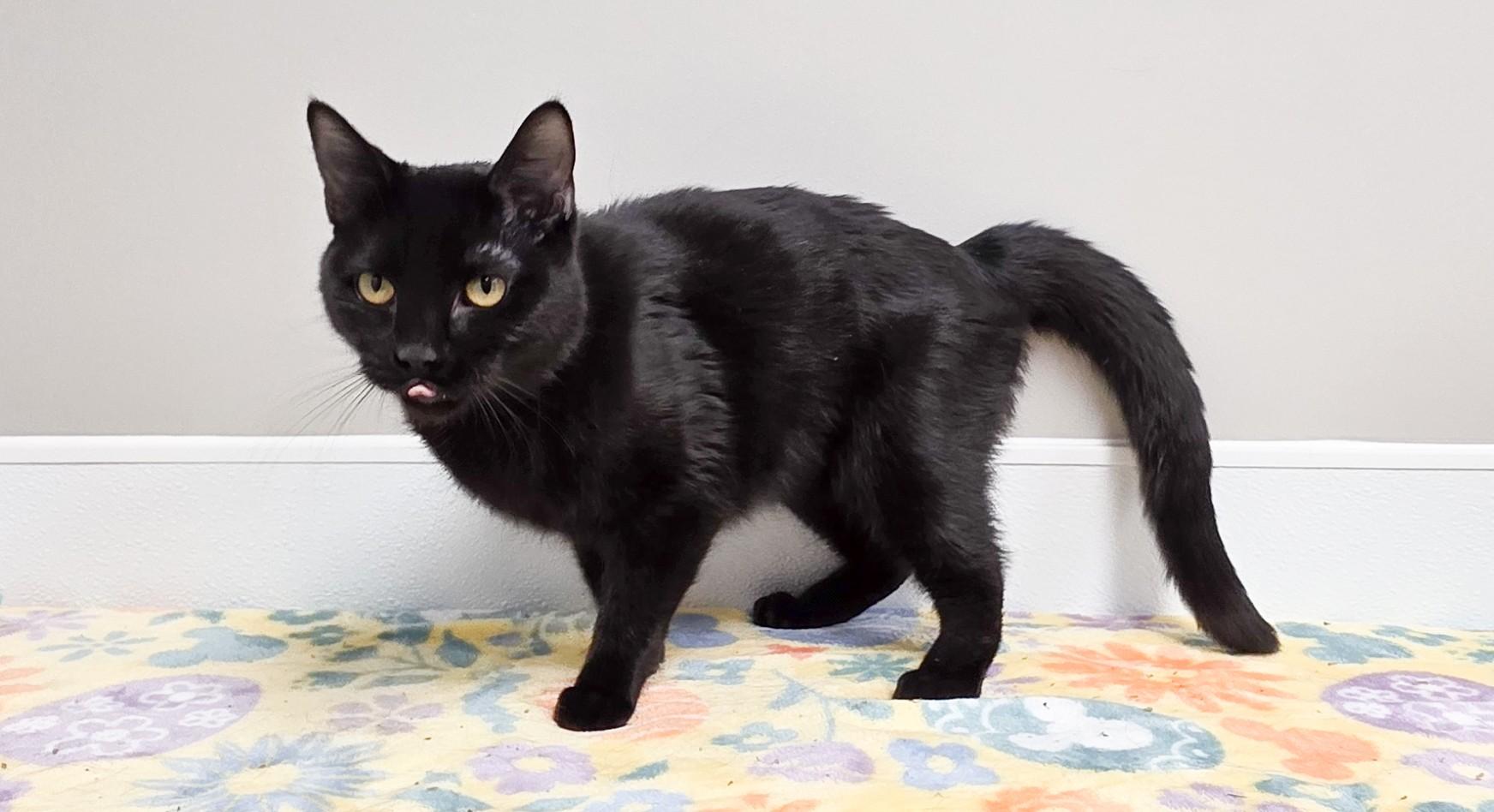 Enlarge Stella, an adopted mixed breed in Shepherdsville, KY image 3/3